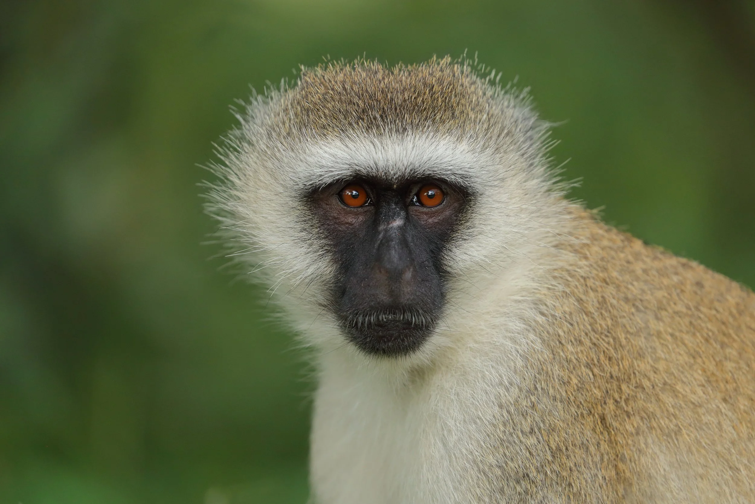 vervet monkey.jpg