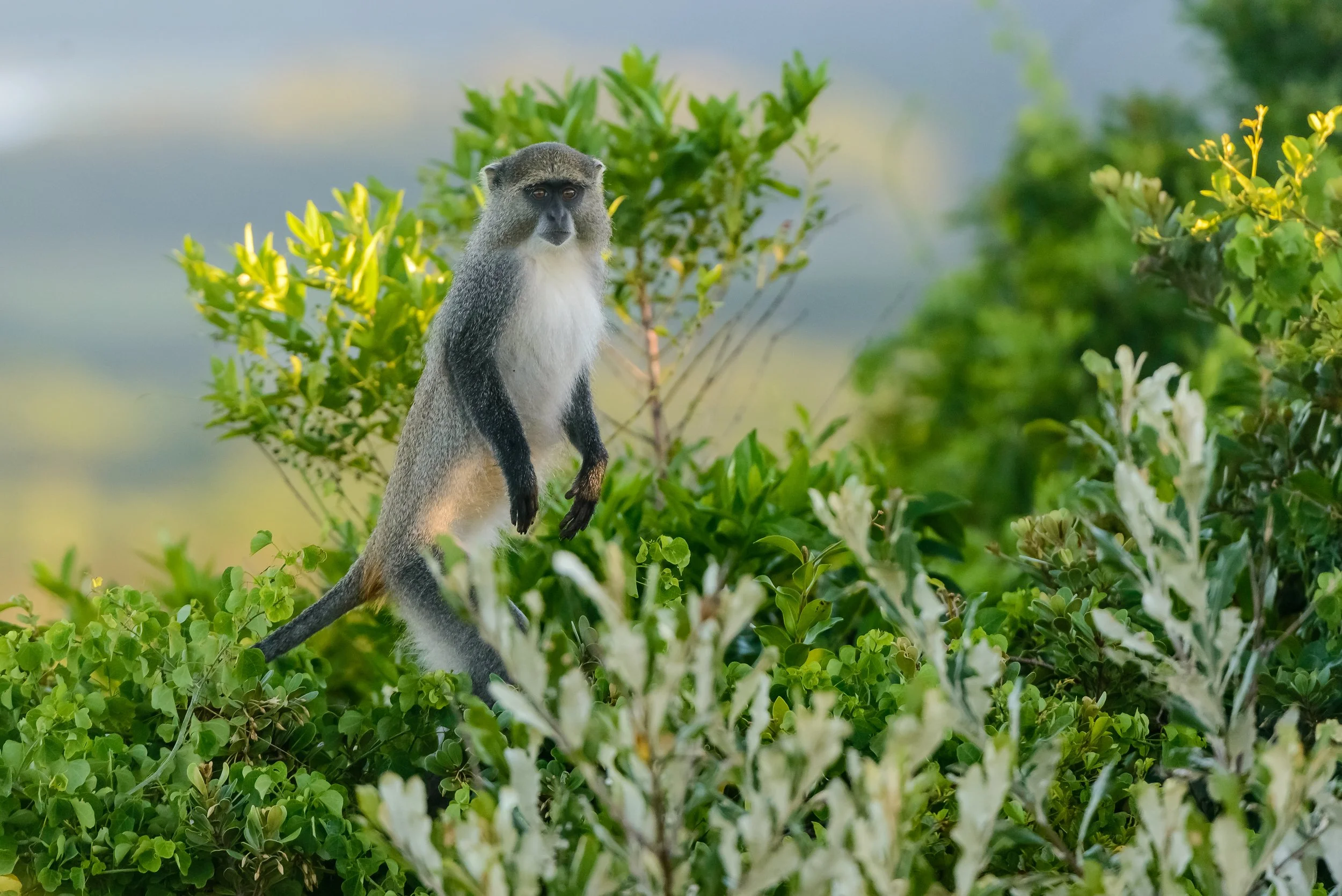 samango monkey.jpg