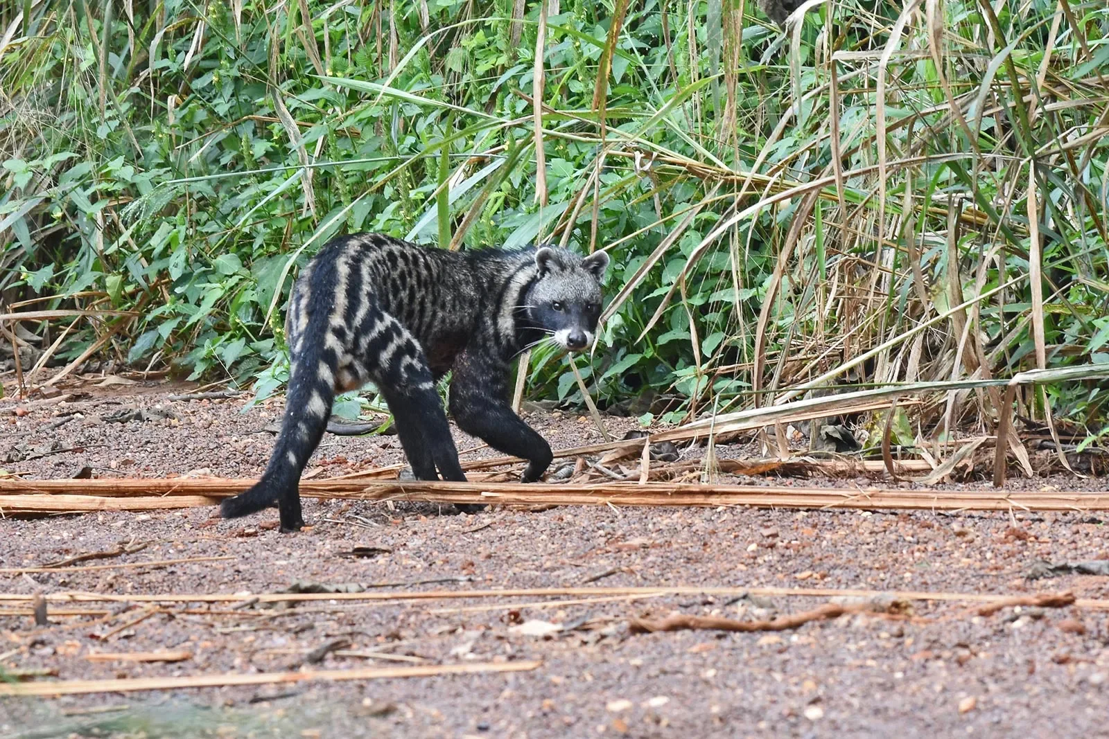 african civet.webp