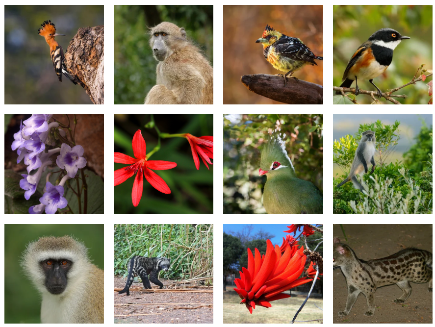 Bvumba : 2 années d'exploration révèlent un trésor de biodiversité au Zimbabwe