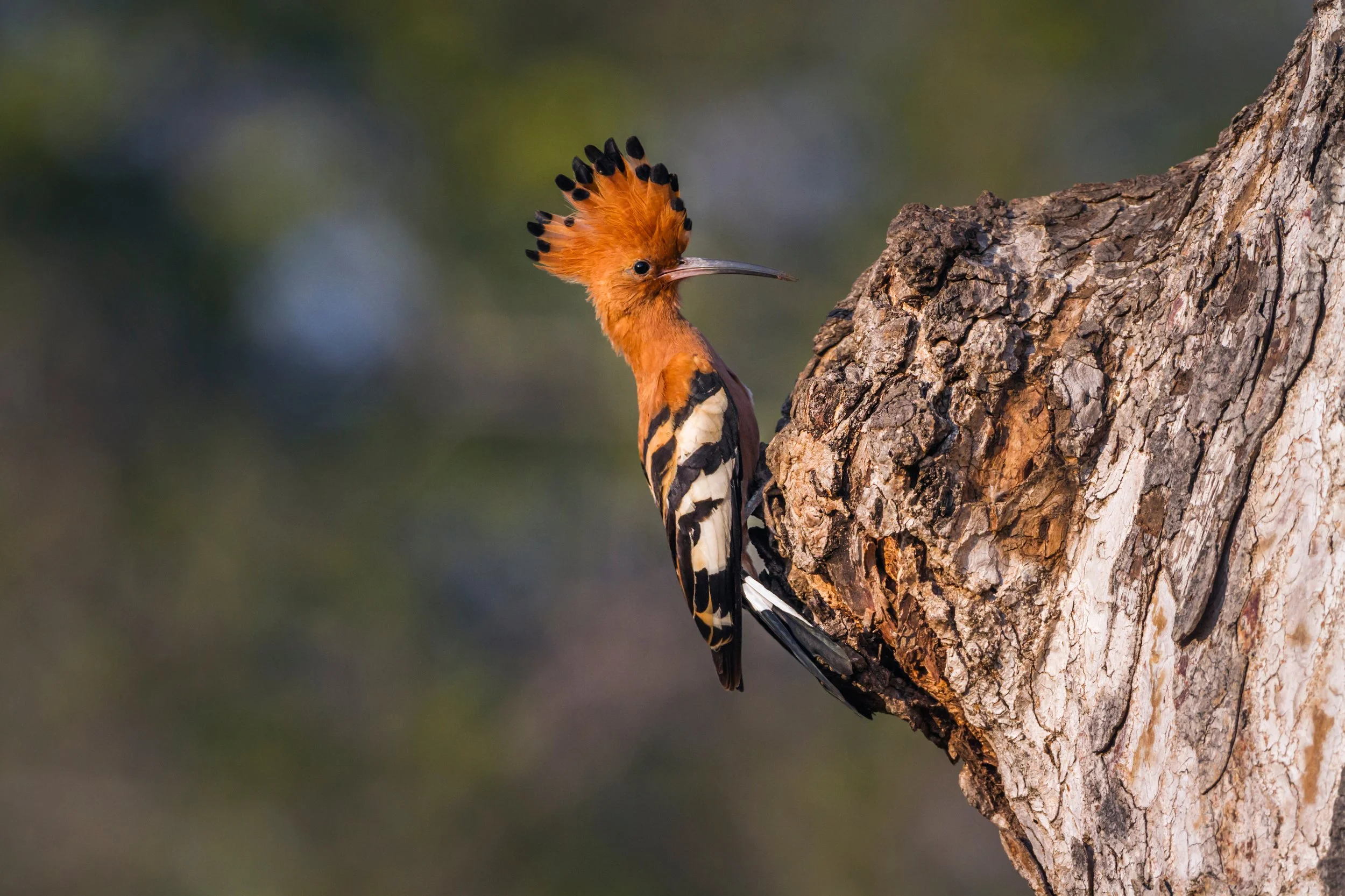 African hoopoe.jpg