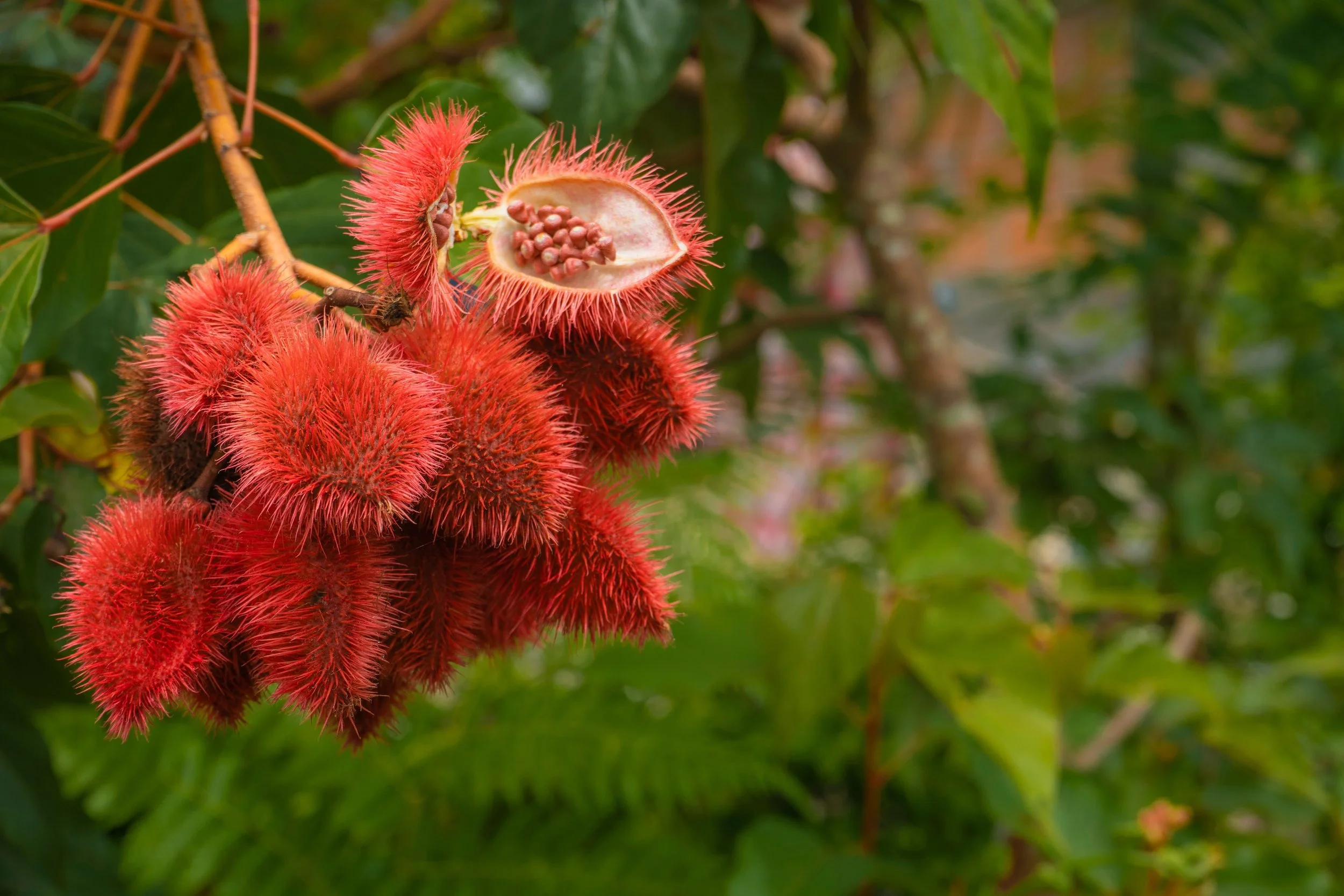 Achiote.jpg