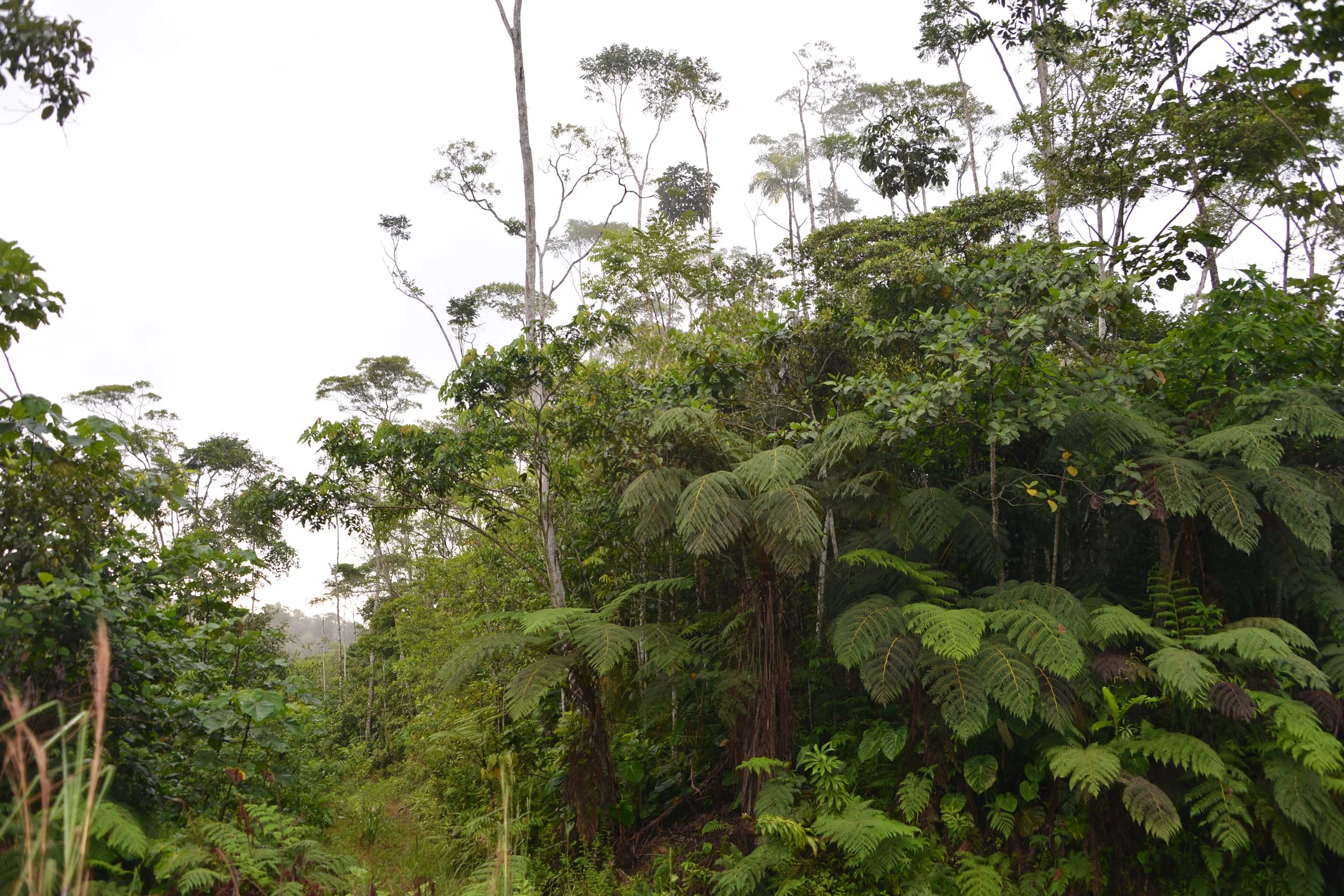 OREE DE FORET.DSC_5449.JPG