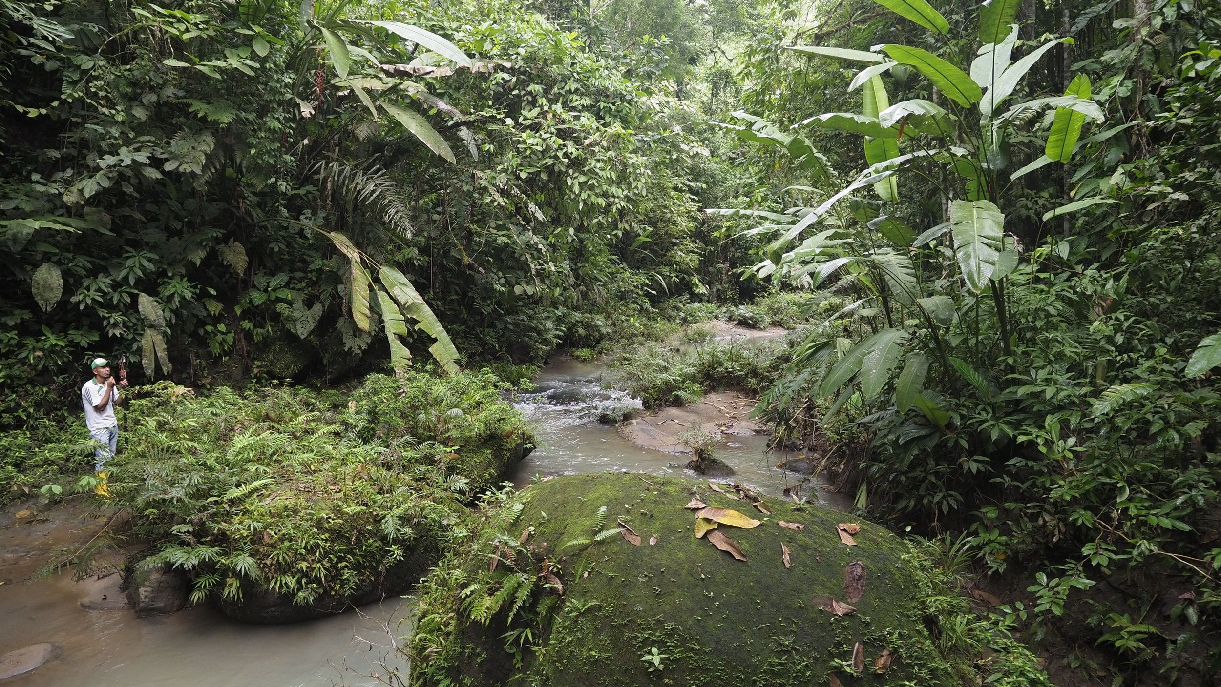 Forêt La Esperanza 2 Choco Equatorien