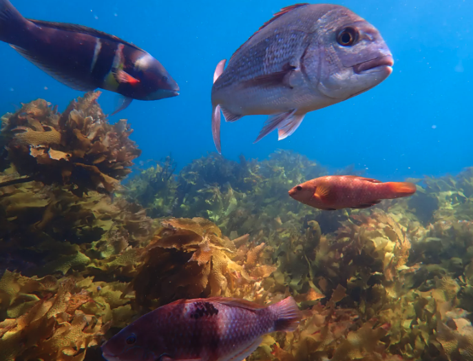 Underwater scene with colorful fish swimming above seaweed