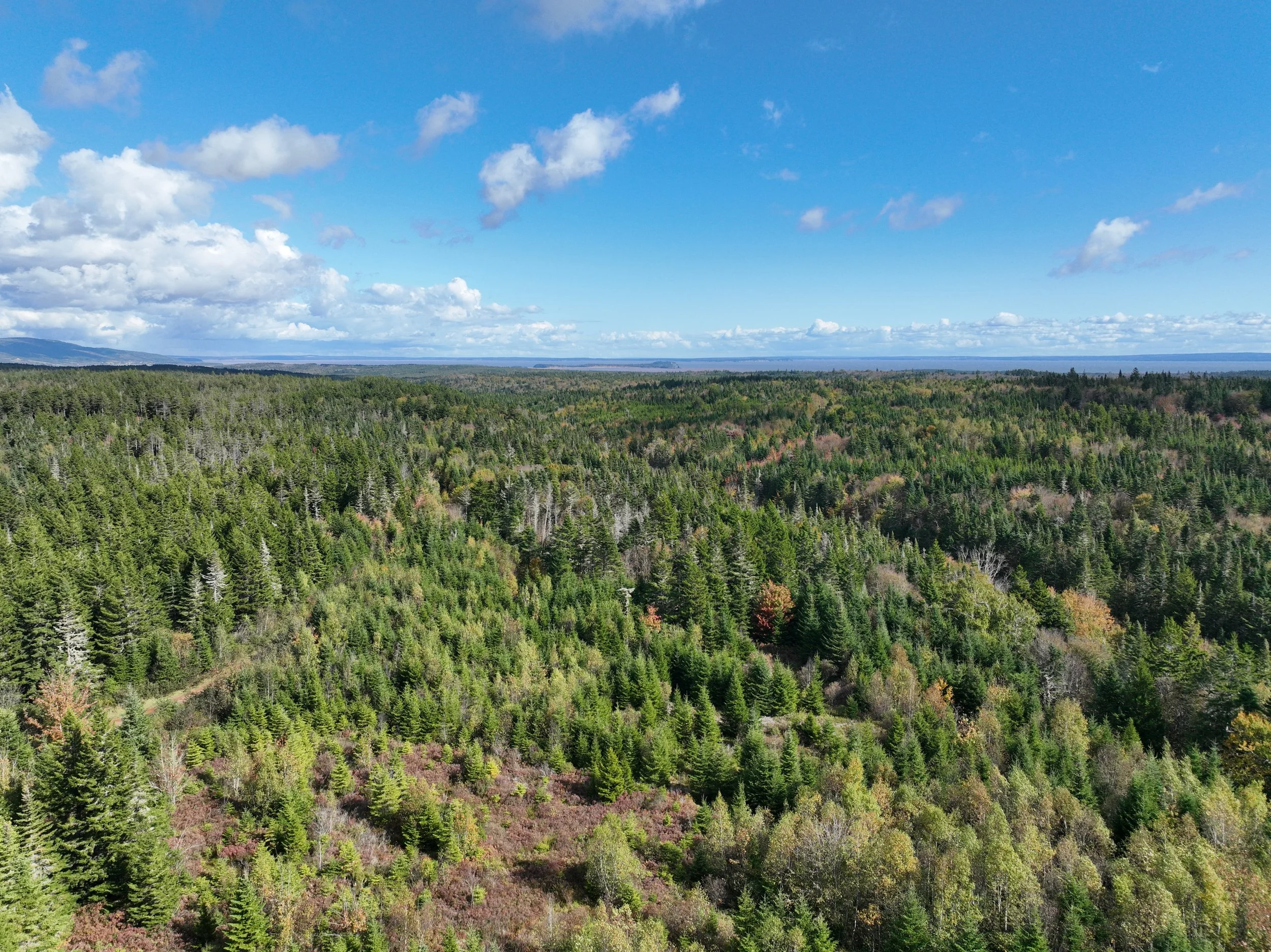 DJI_0601.JPG