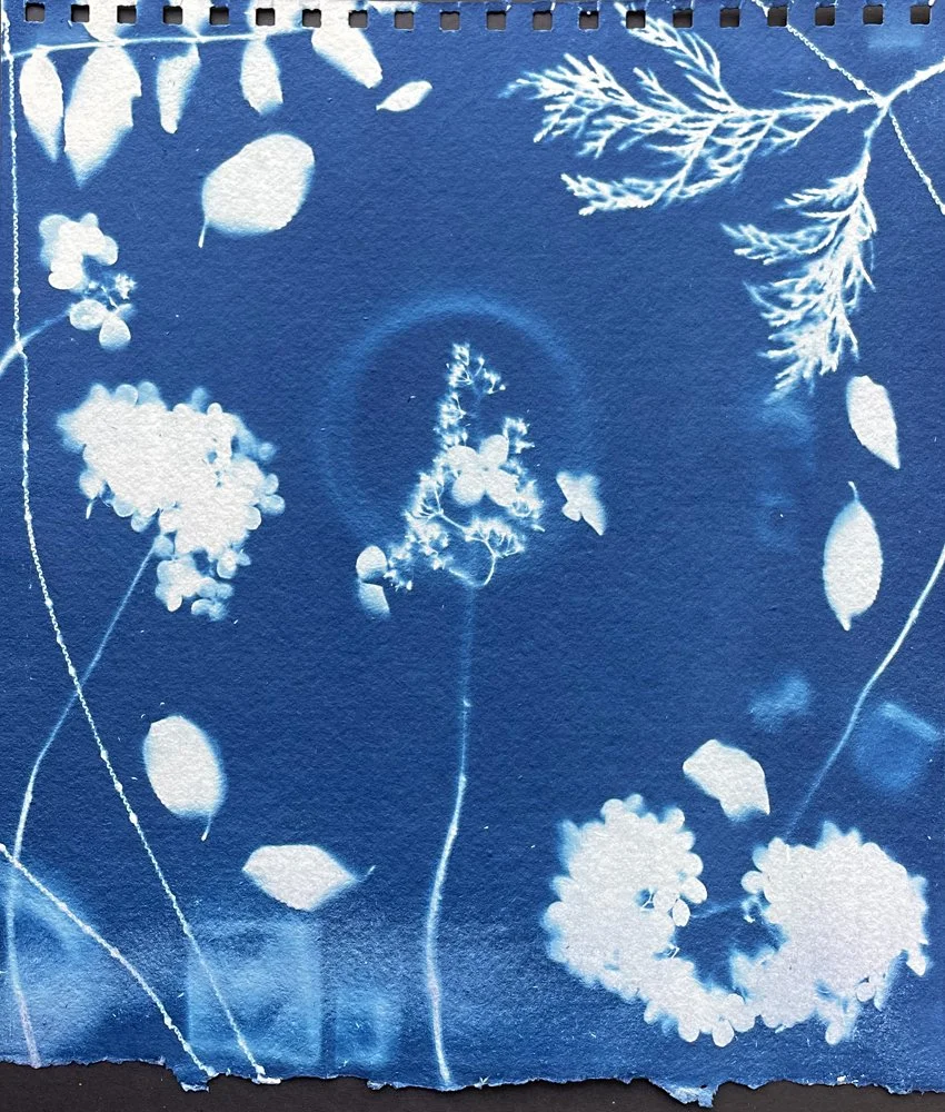 Hydrangea Paniculata Cyanotype (Unique Media - $120 - 11” x 10”) - Jes Aubrey Masil