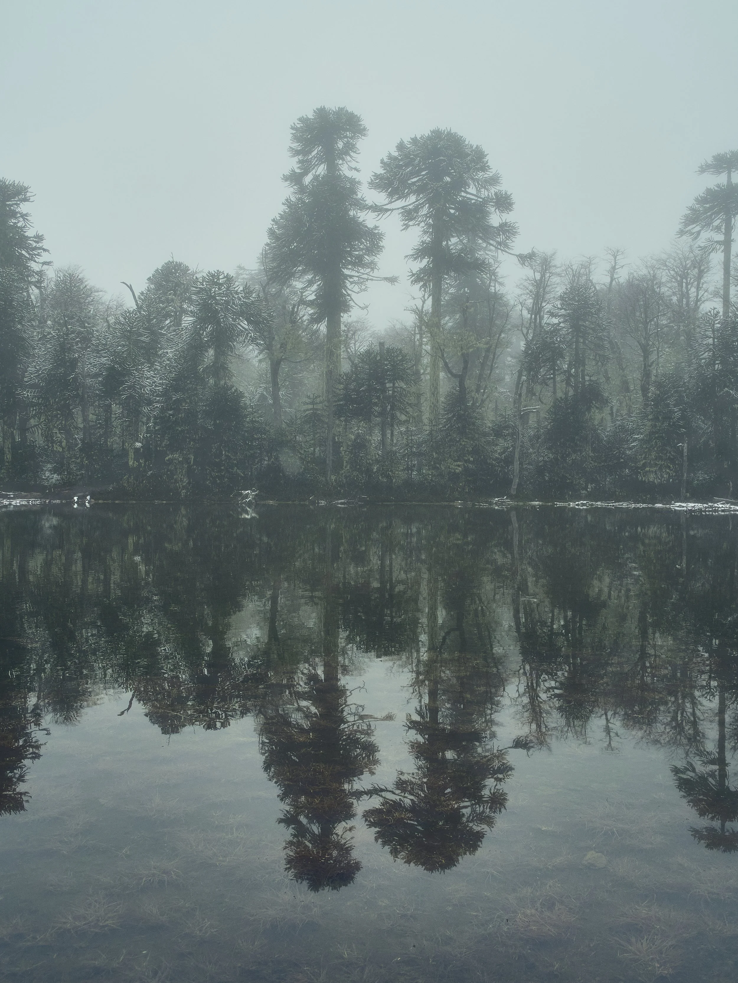 The obscure "Arraucia" woodland (Photography - 11,81 * 7,87 * 1,18 Inches  - 150 Euro - Germany) Andreas Starke