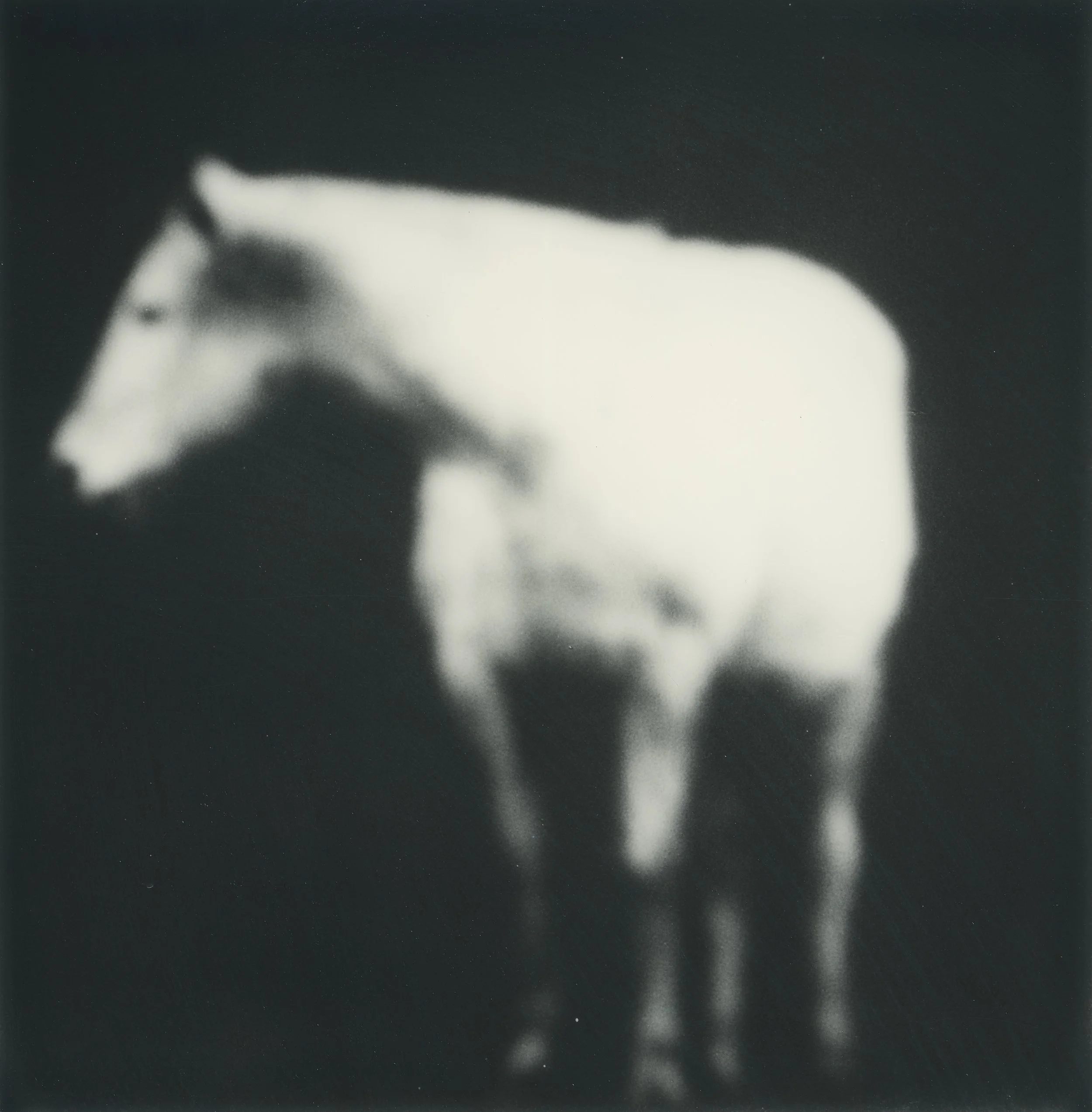 Horse (Photography - 16" x 16" - $250 CAD - Canada) - Jianing Li