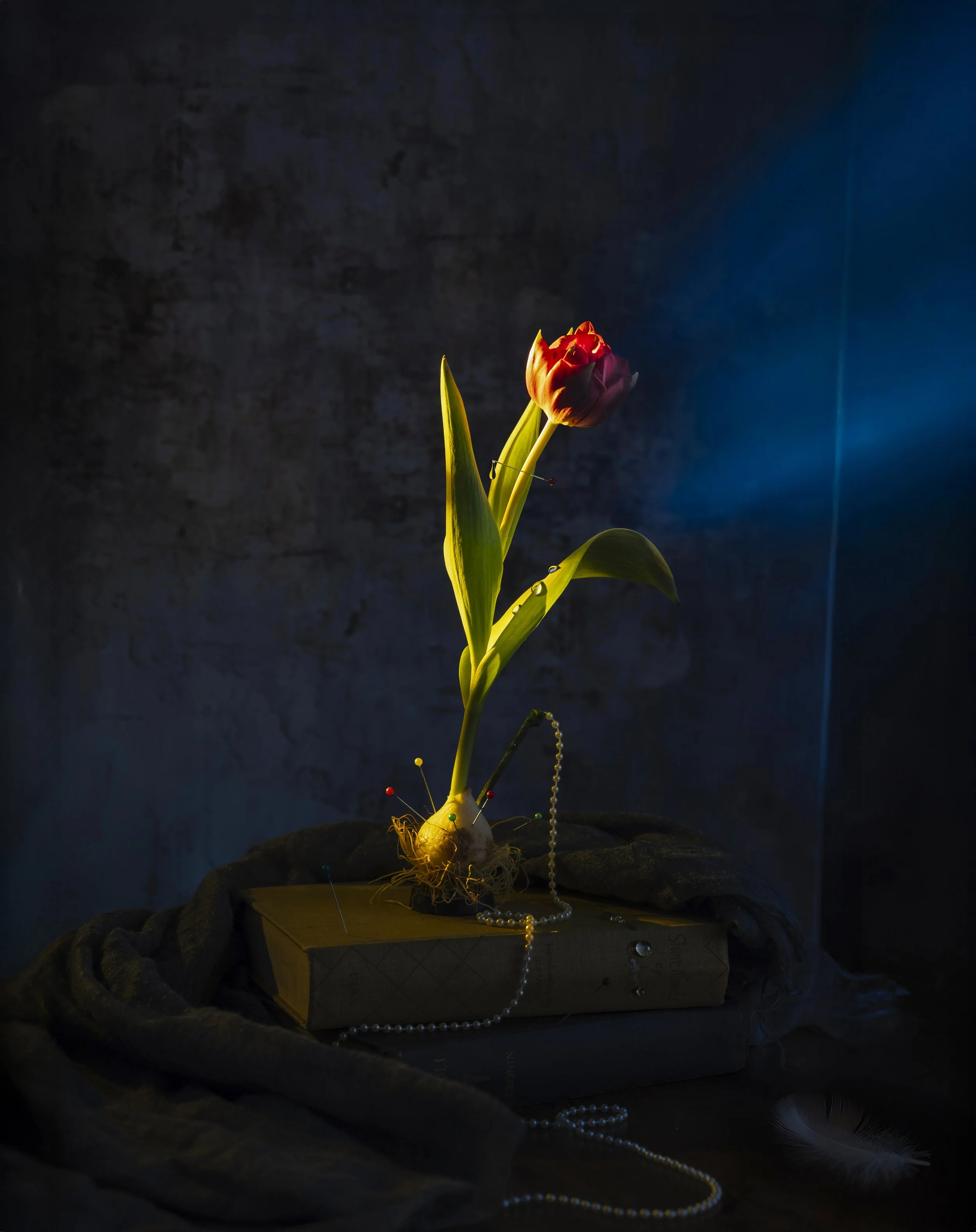 Pinned to Bloom (Photography - $450 - 20 x 30 inches) - Elina Browerman