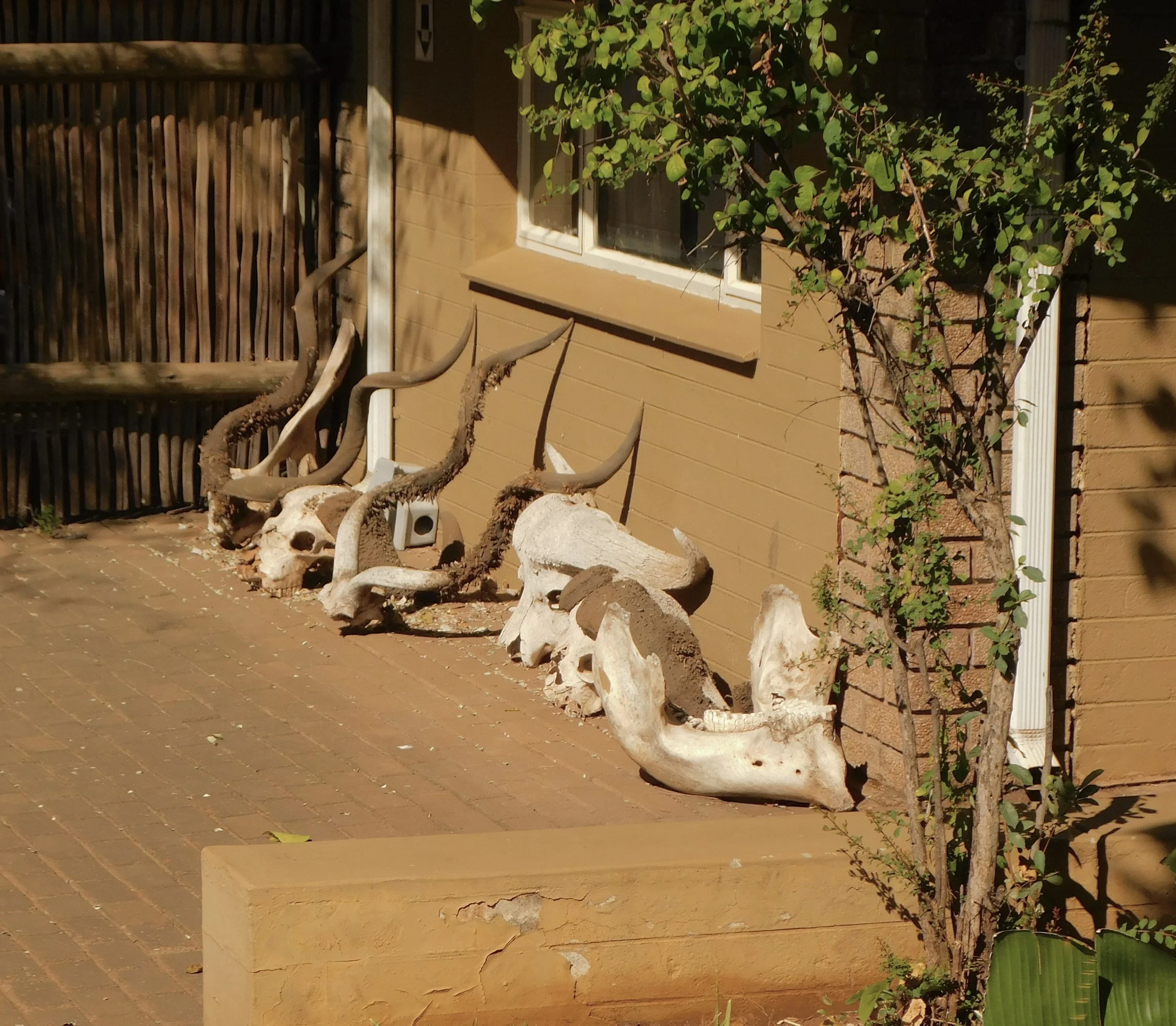 Skulls (Photography - 11" x 30" - $100 USD - USA) Sofia Ramirez