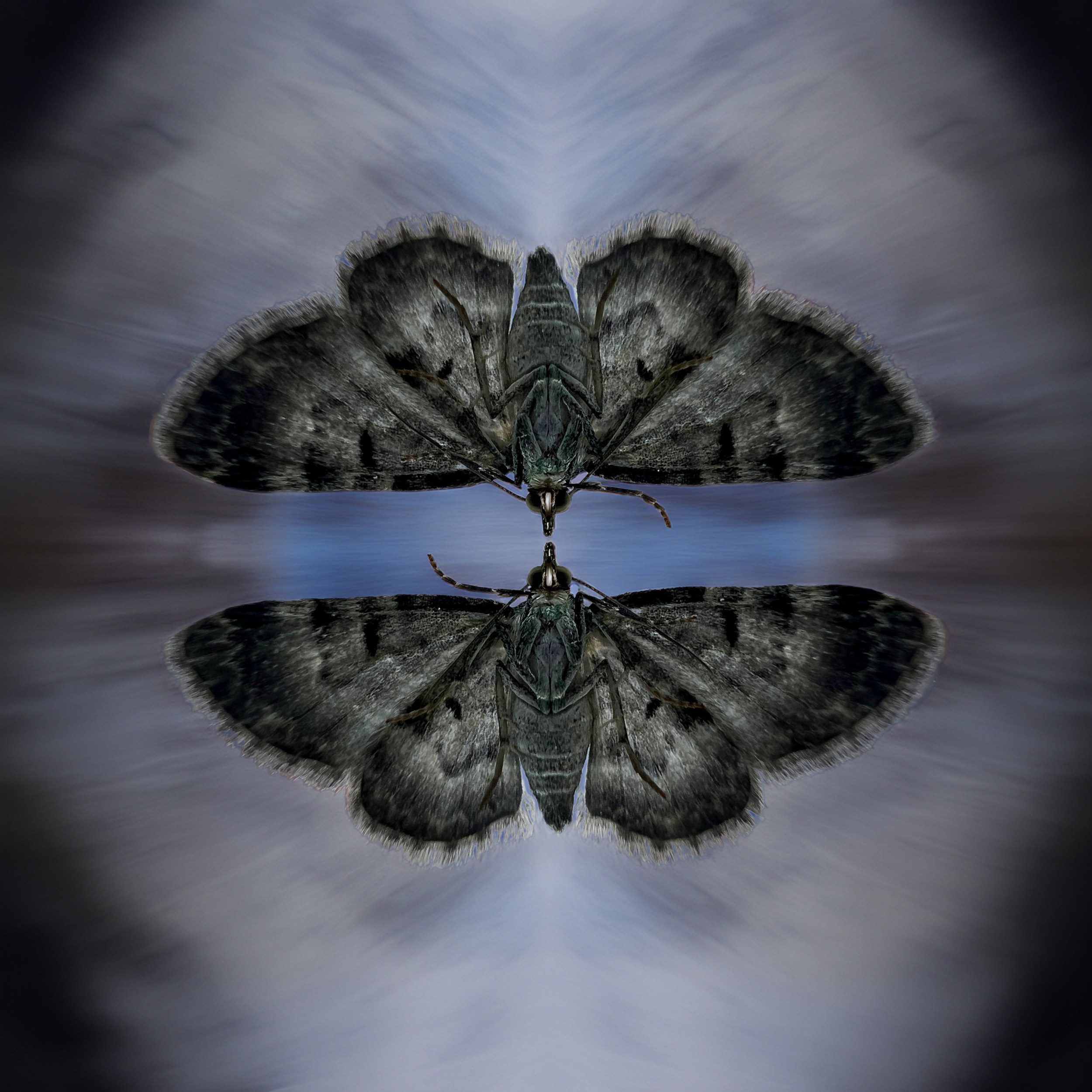 Butterfly Effect (Photography - 24" x 24"  - $400 CAD - Canada) Ravi Brian