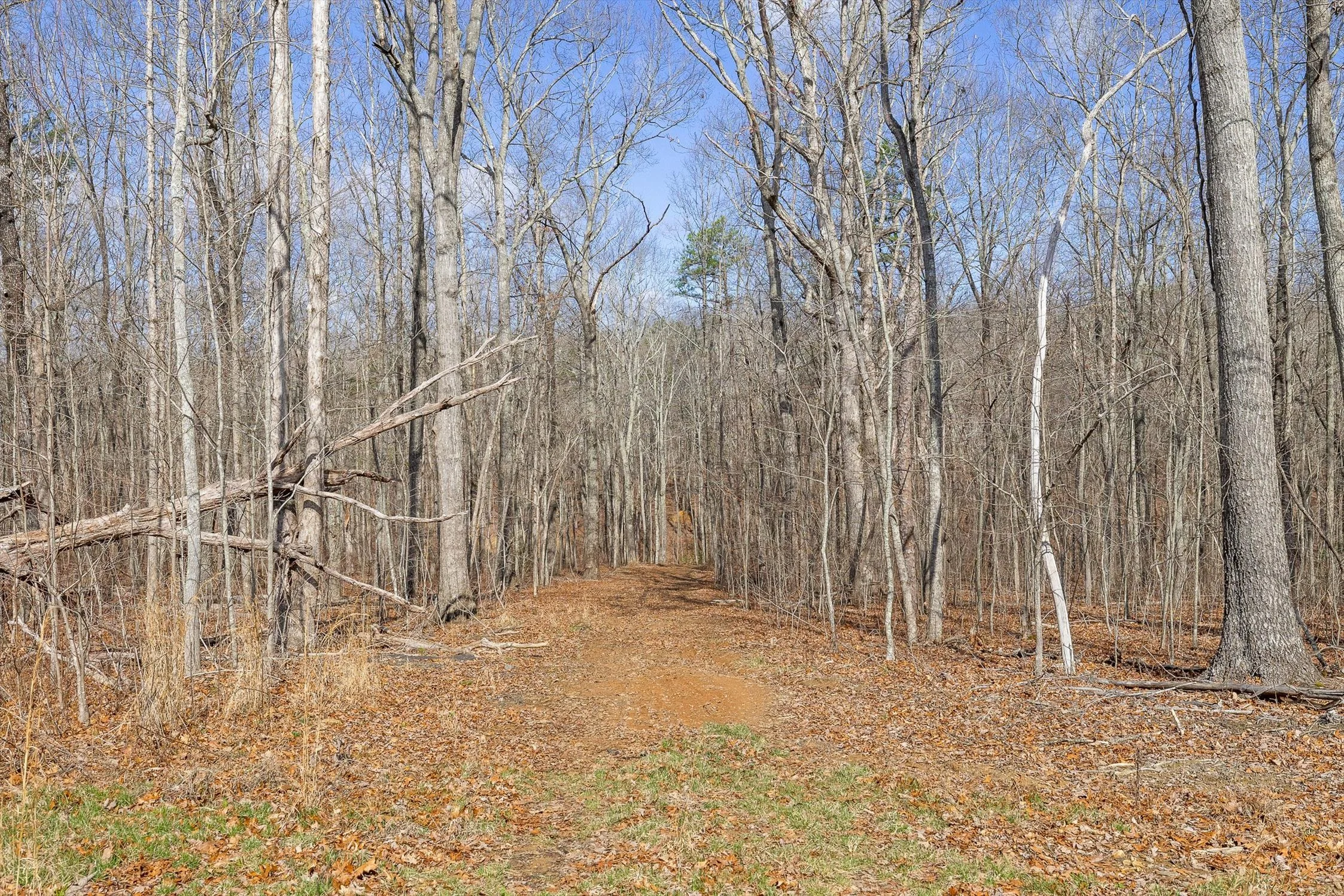 02-Bear Paw-1.jpg