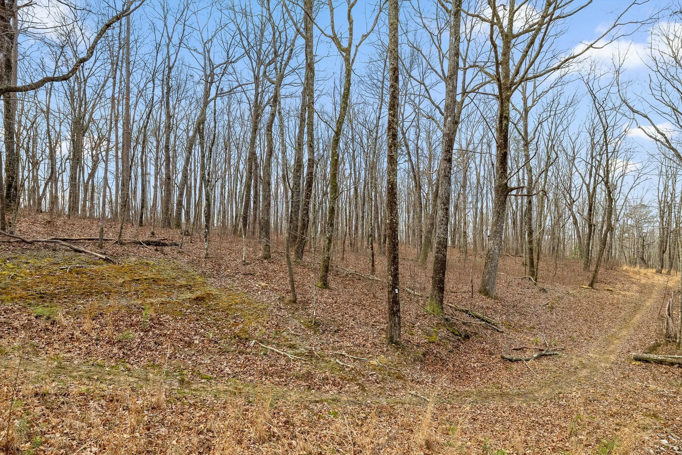 13-Bear Paw-12.jpg