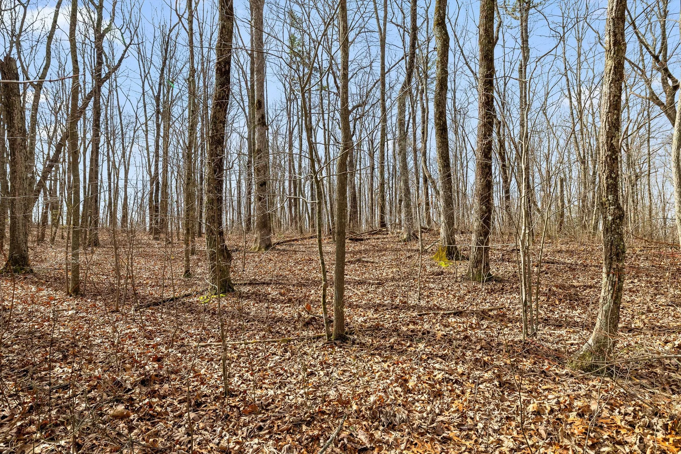 14-Bear Paw-13.jpg