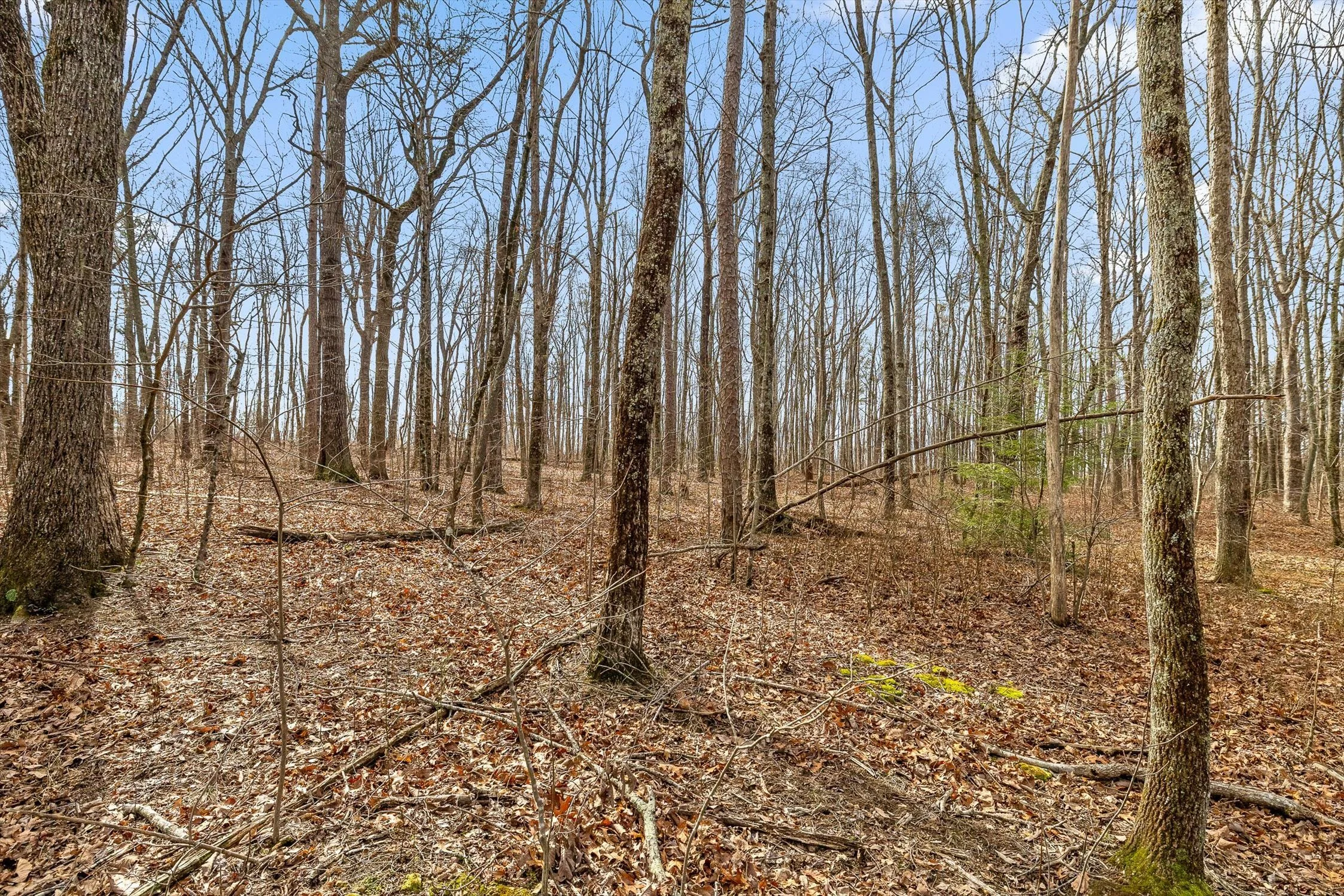15-Bear Paw-14.jpg