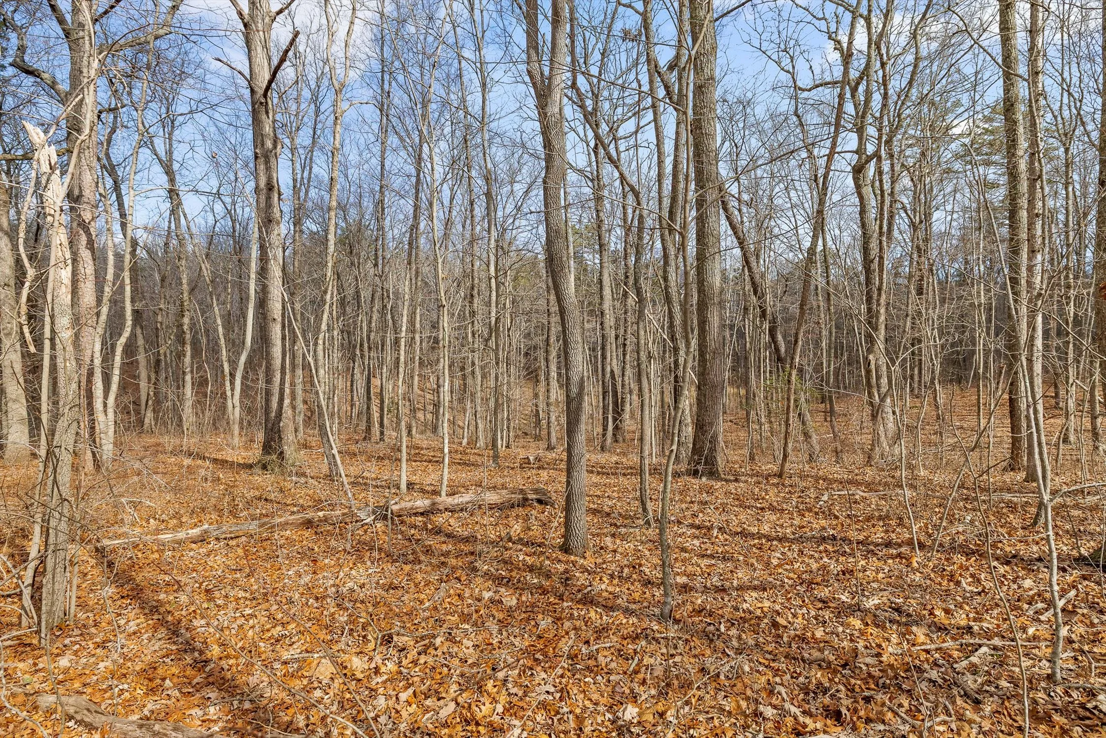 16-Bear Paw-15.jpg