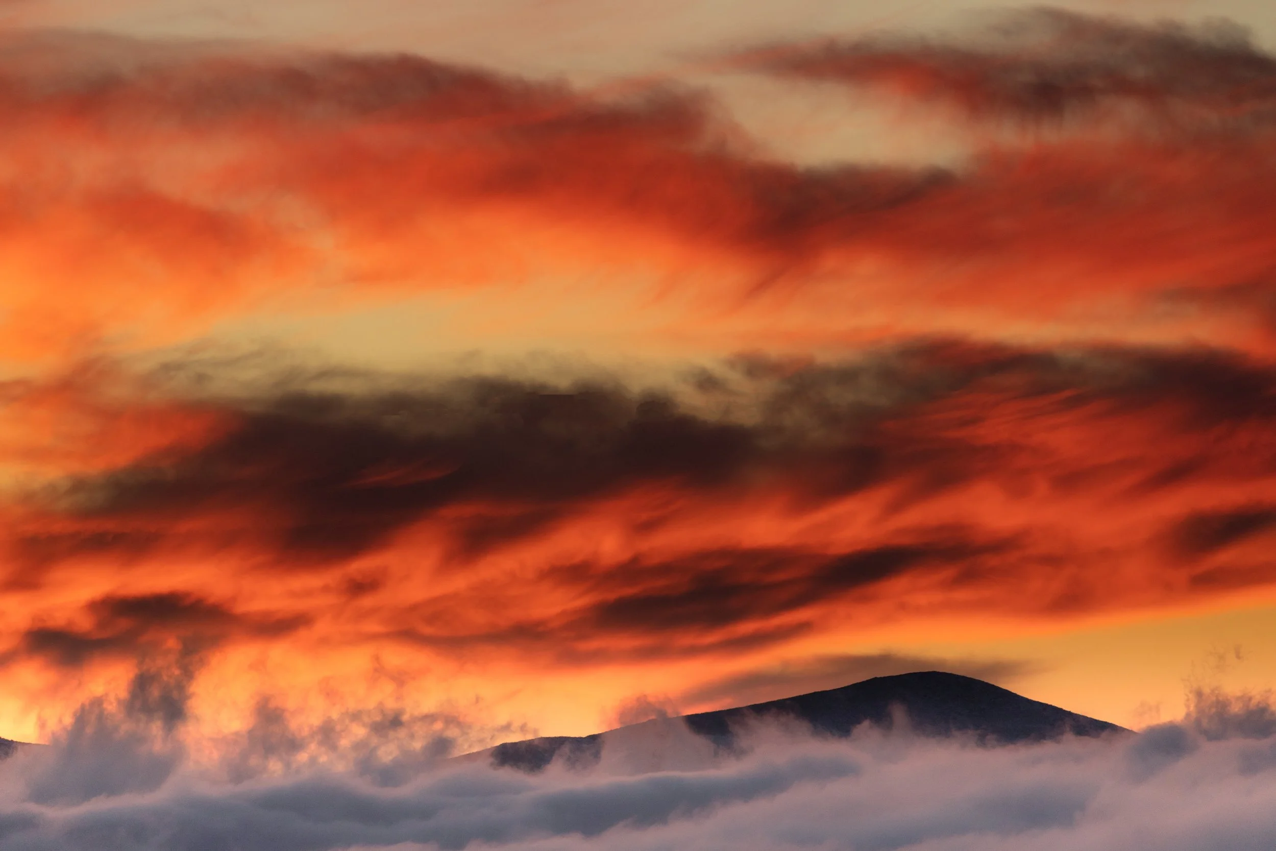 In Limbo - III - Lebanon, Cedars.jpg