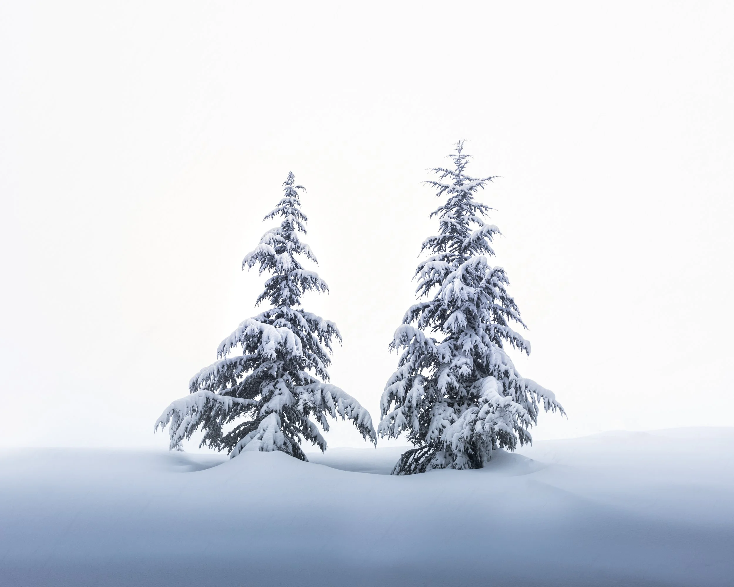 Now they're Two - Cedars, Lebanon.jpg