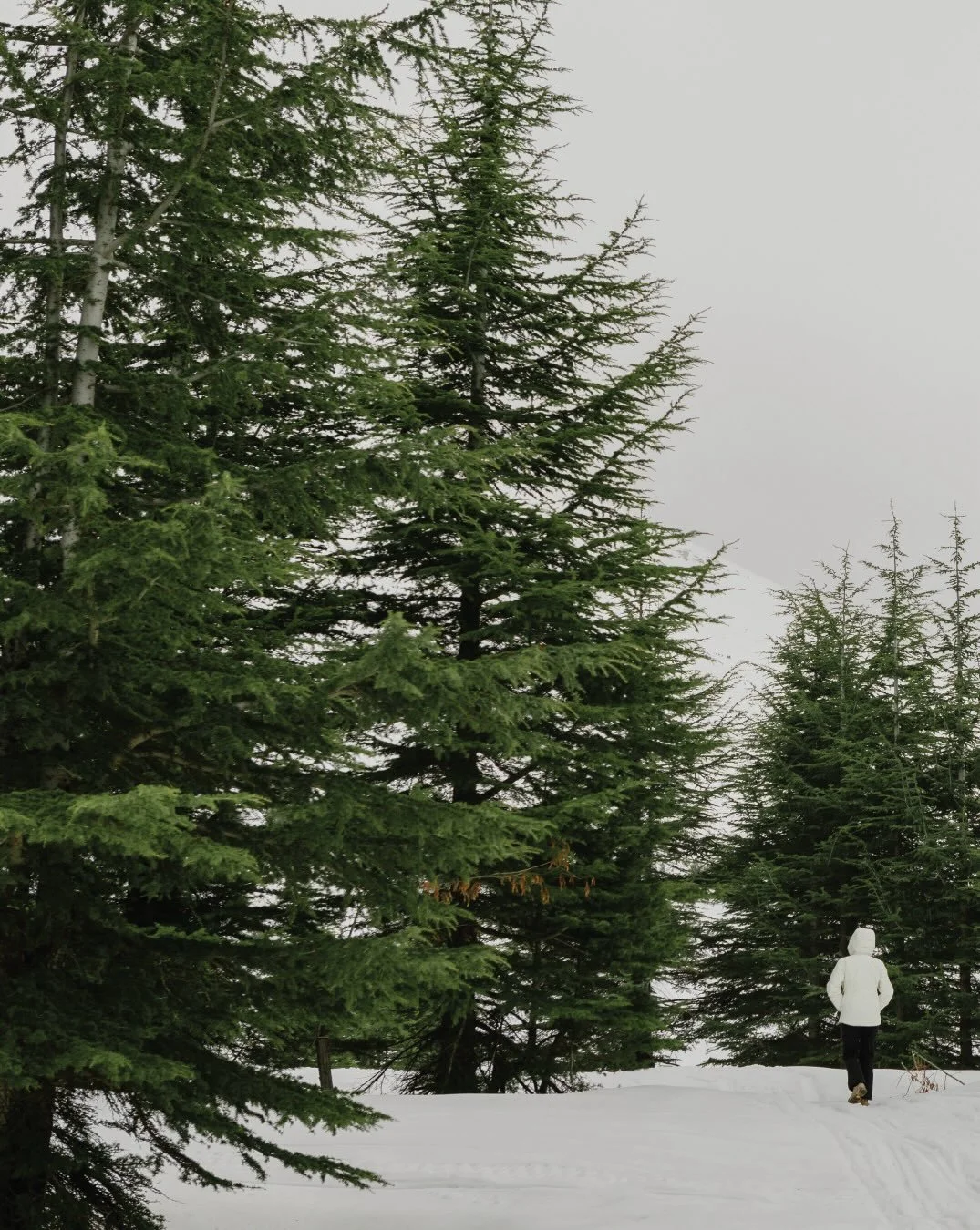 A journey through the Cedars, as winter softens. ❄️
From quiet walks among ancient trees to mornings on the slopes, experience the season at Le Cedrus.

For further information, contact us on 00961 70 413 777

#lecedrushotel #cedarslebanon #winterinl