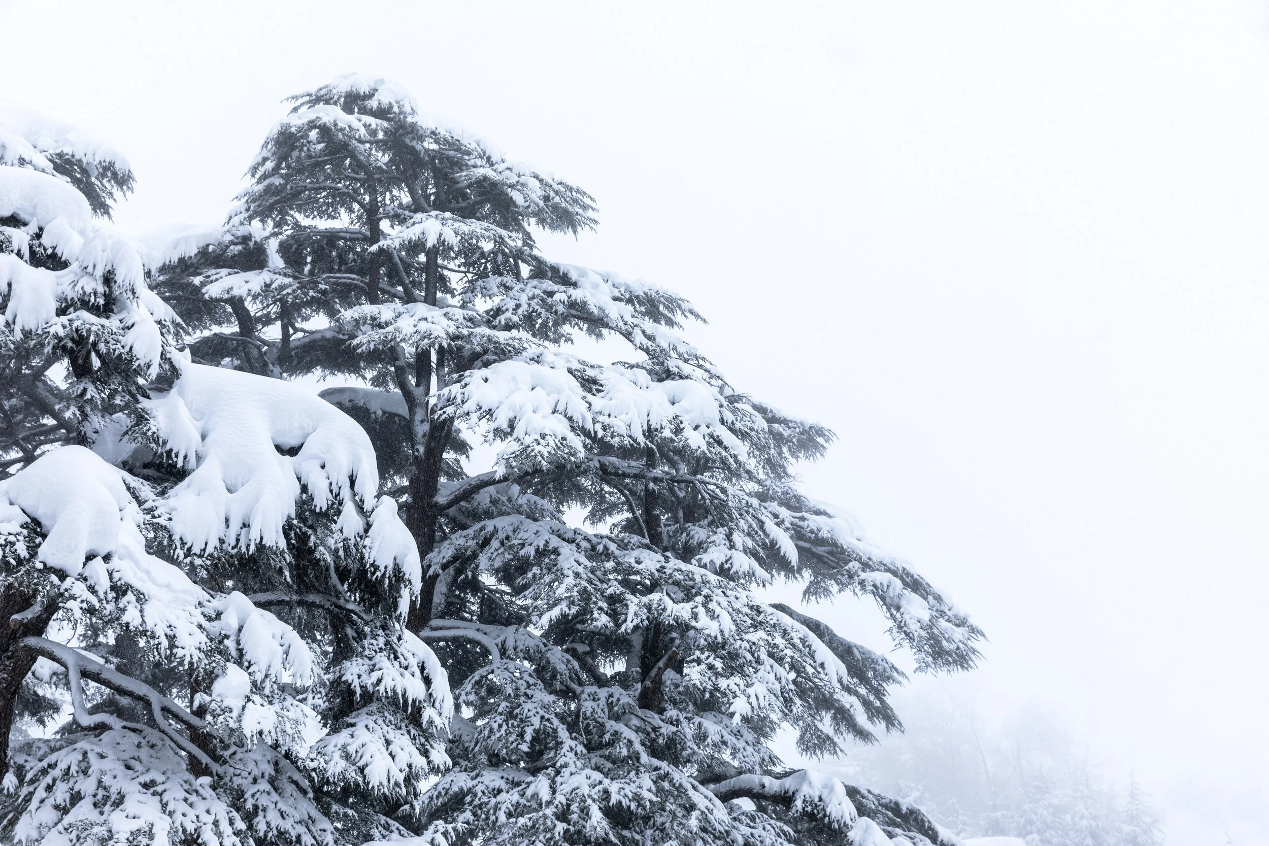 Mighty Cedar - Cedars, Lebanon.jpg