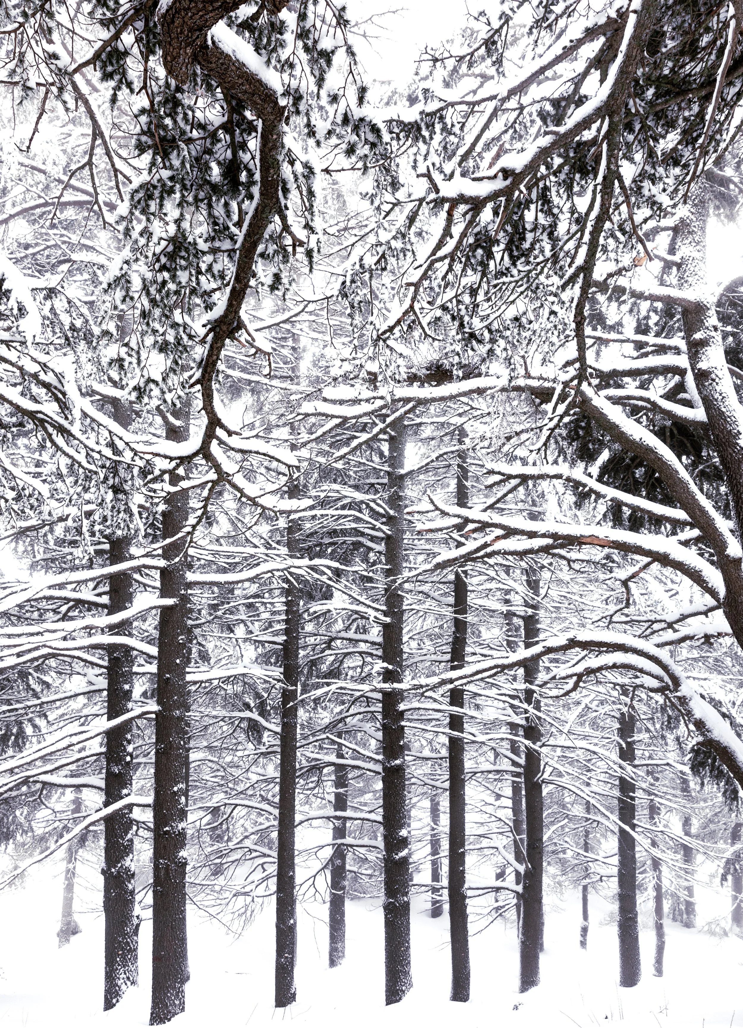 Dreamy Forest I - Cedars, Lebanon.jpg
