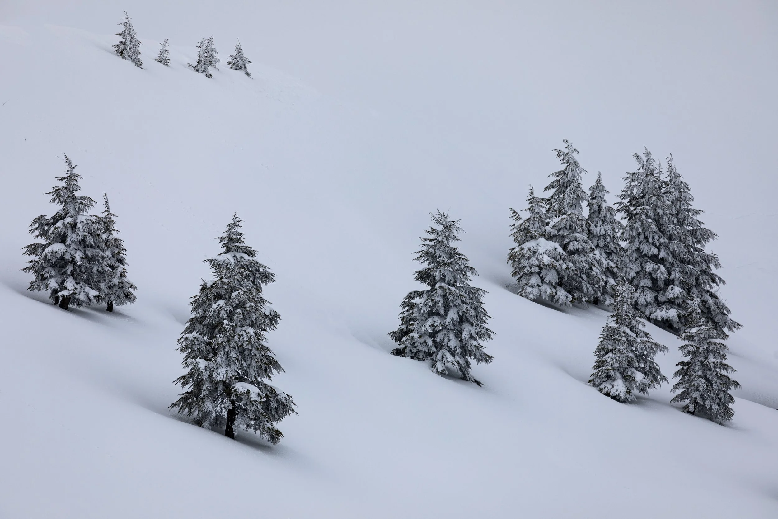 Gliding Cedars - Cedarls, Lebanon.jpg