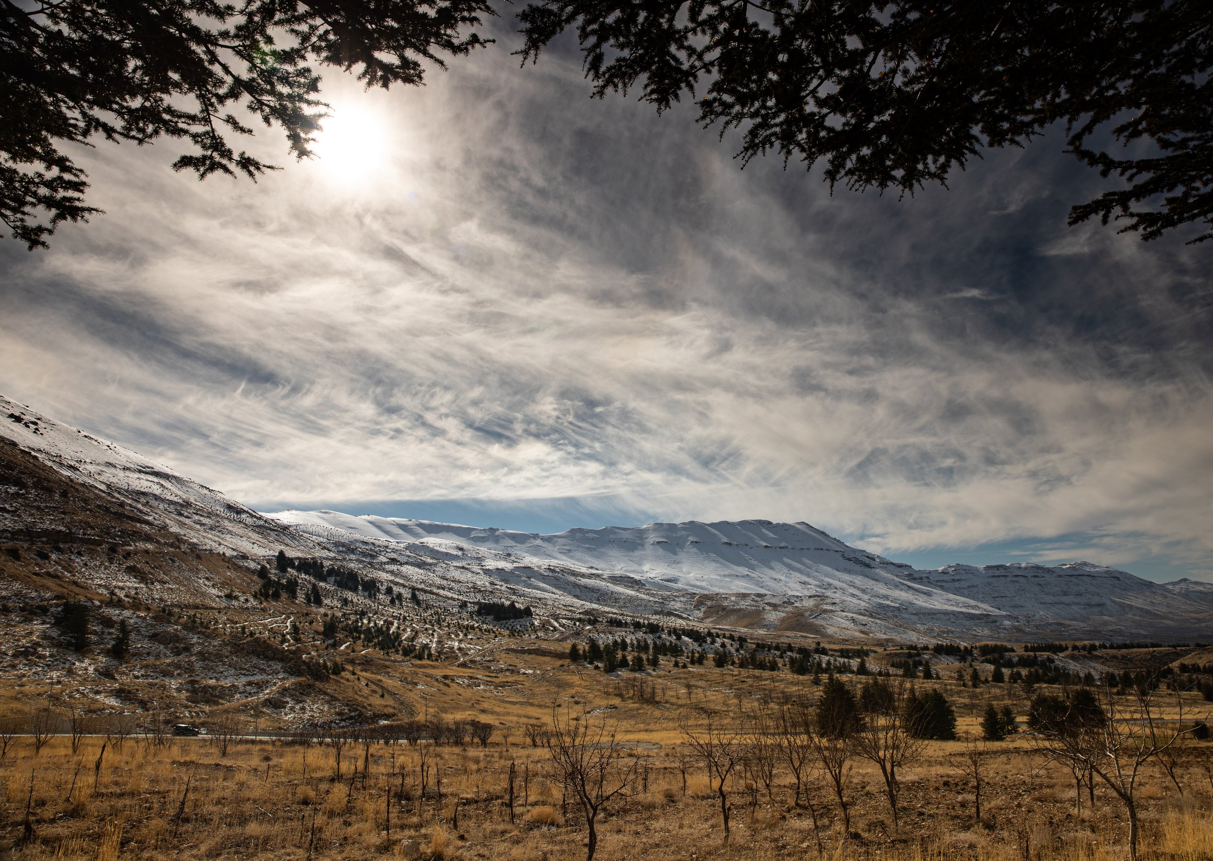 The Field - Cedars, Lebanon.jpg