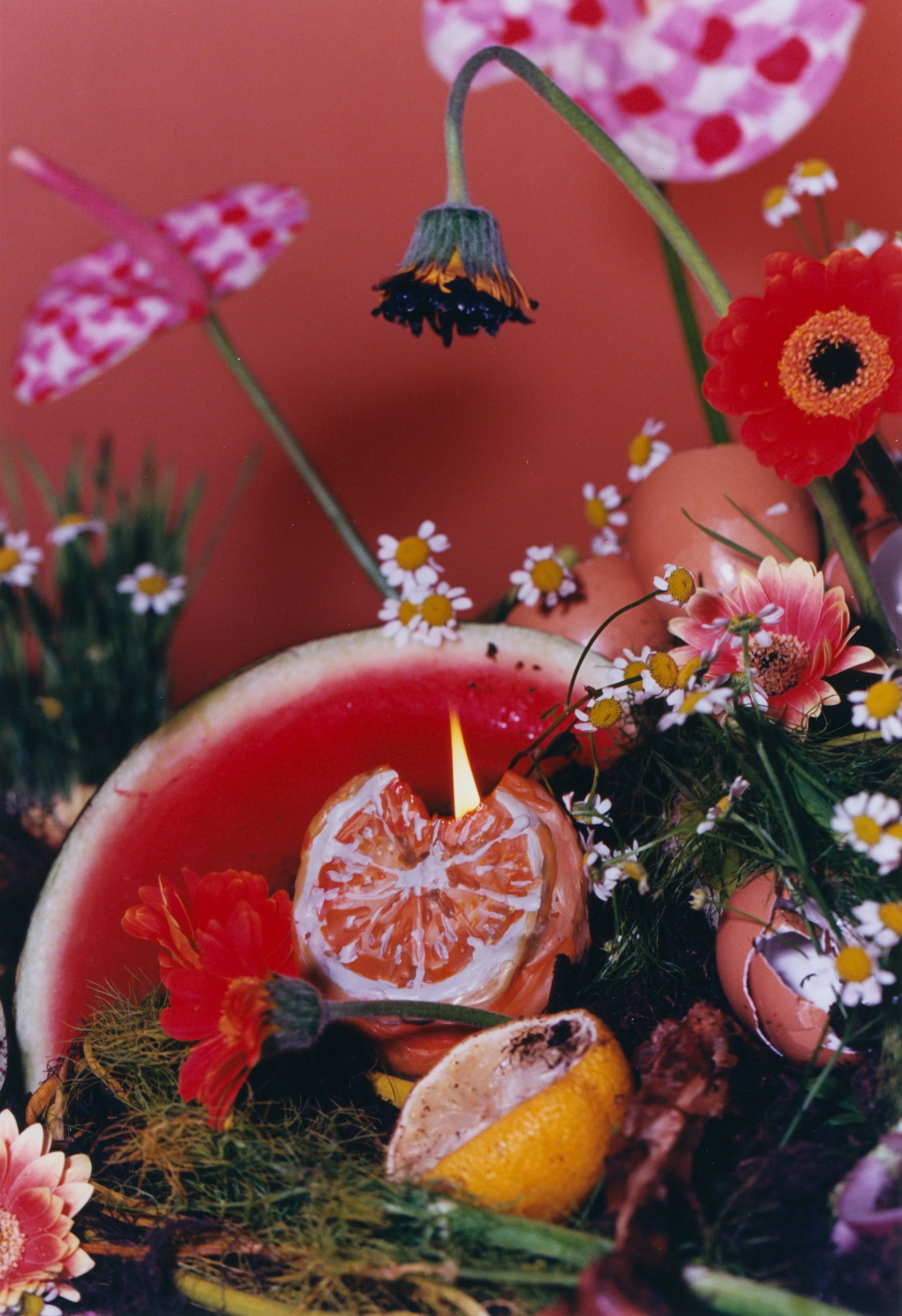 Nature Cakes / Novembre Magazine