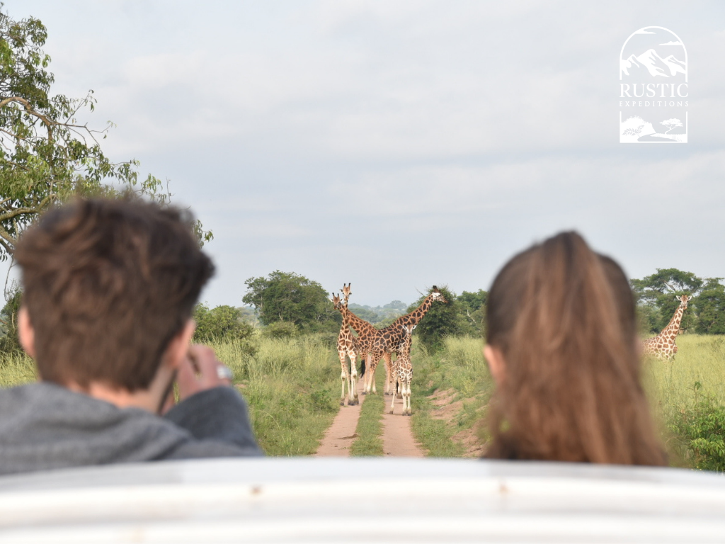Giraffes at Murchison Falls National Park - Uganda's largest conservation area - posing for the camera. 