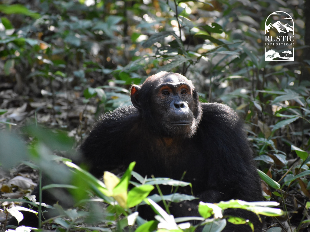 Meet (wo)man's closest relative, the chimp, at Kibale National Park - also known as the "Primate Capital of the World"