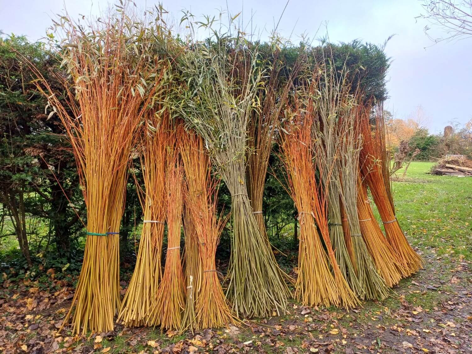 Steep Marsh willows.jpg