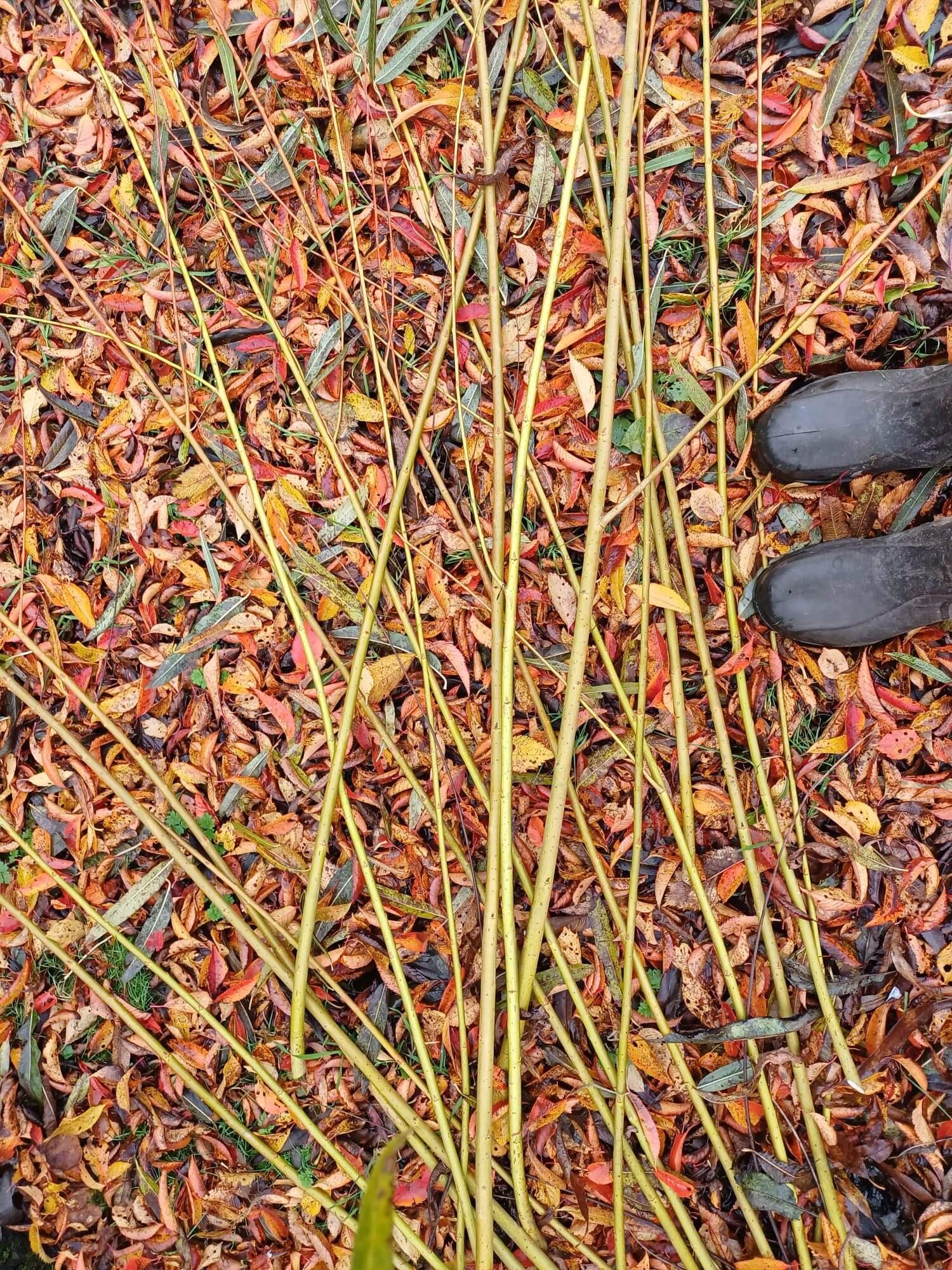 Wellies, leaves and cut willow.jpg
