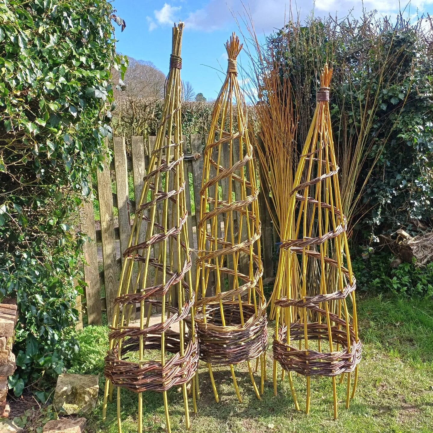 I currently have willow transportation issues, so I've been unable to book a venue and run plant support workshops this year. The willow is super bulky and try as I might, I just can't squeeze it into a polo! 

However, I have stacks of willow in my 