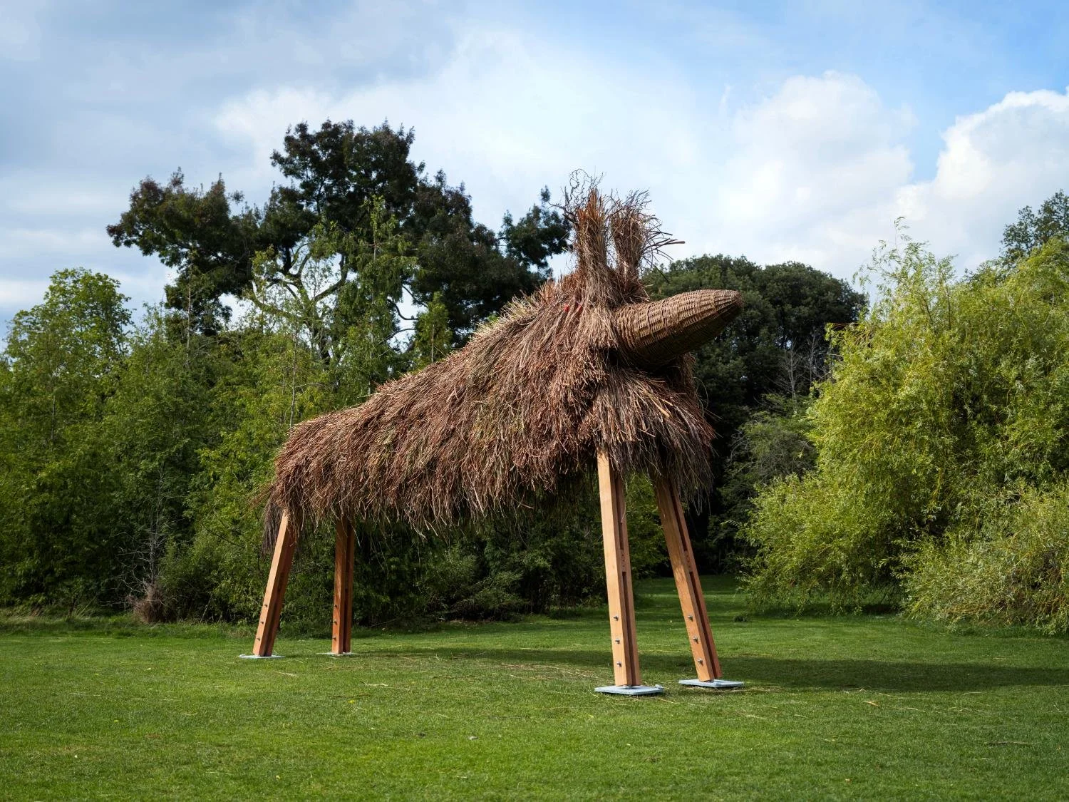 Where Wildness Takes Shape: The Making of Fibre Dog