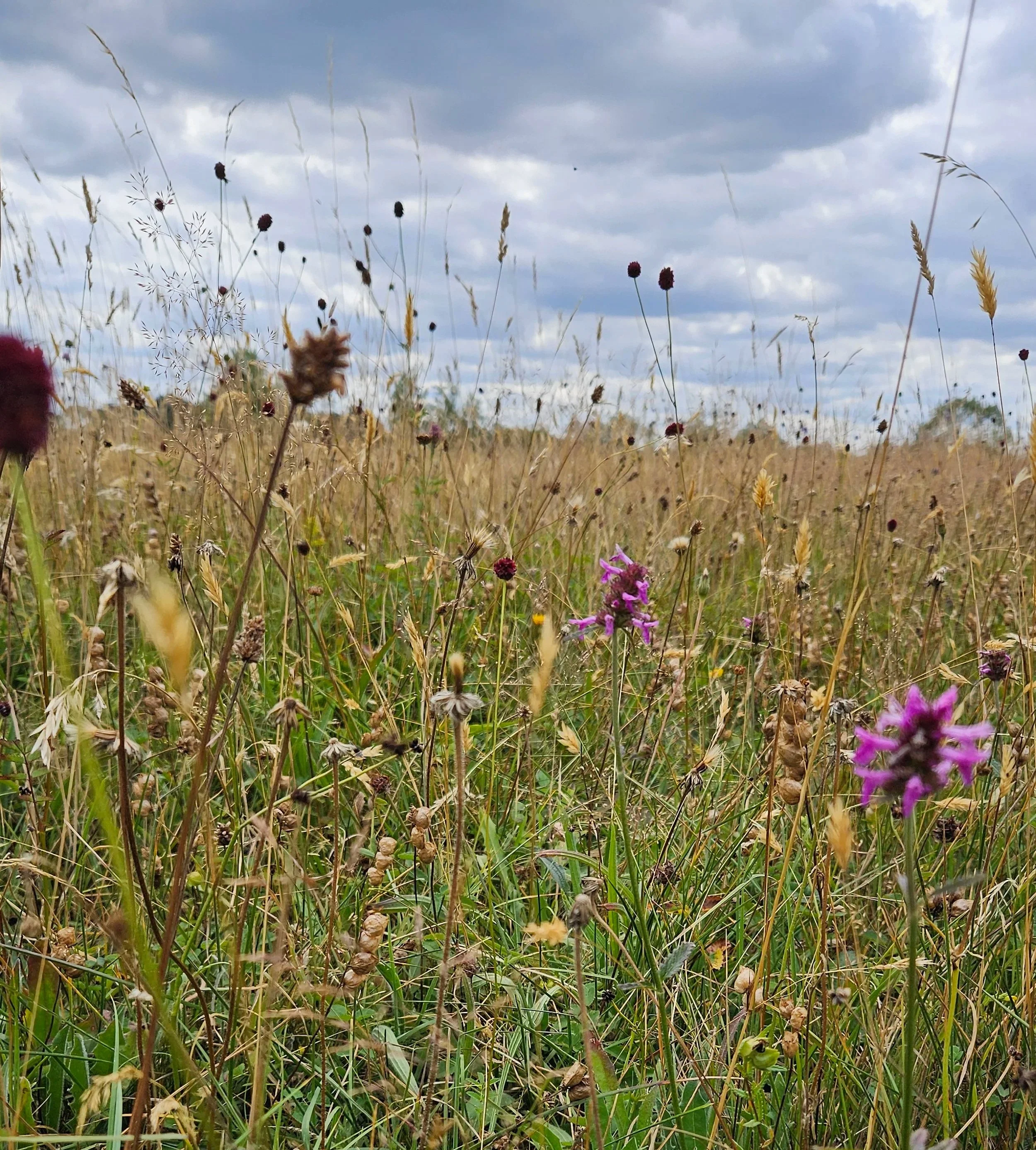 Deatail of n Ancient meadow