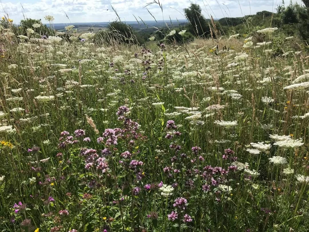 A summer meadow filled with tall grasses, white umbellifer flowers and purple blooms, with trees and distant hills beyond.