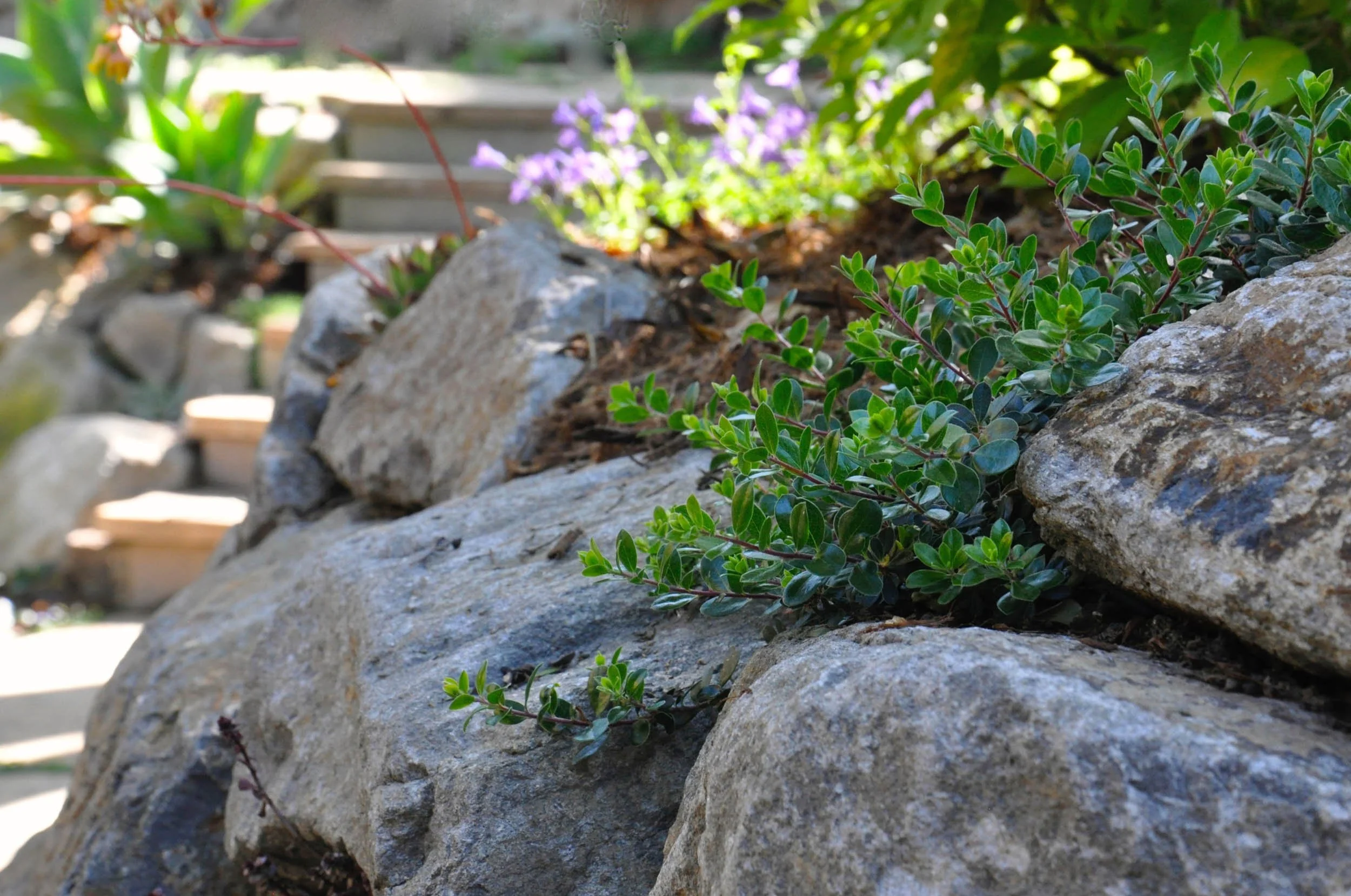 38 Napa Basalt Drystack Stone Wall.jpg