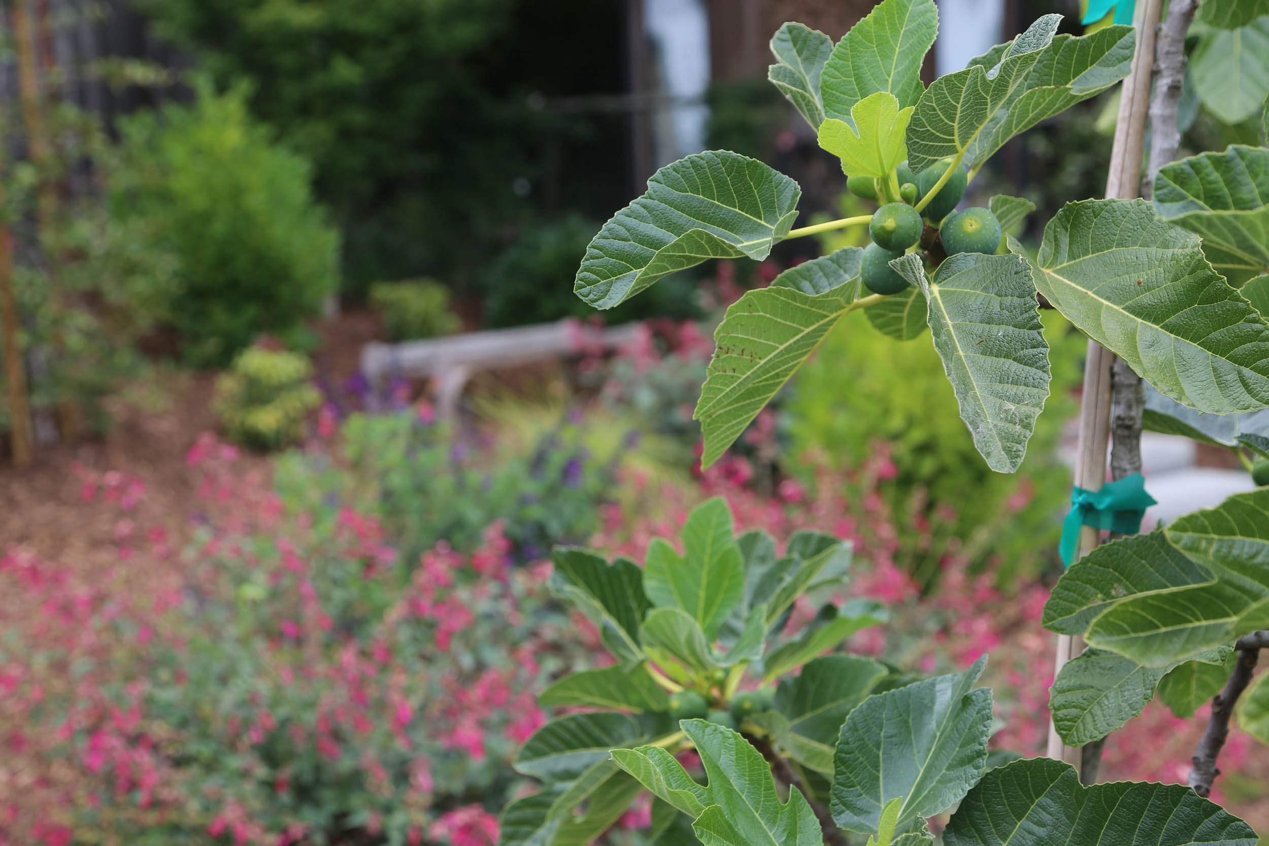 10 Garden Design Construction FIg Salvia.jpg