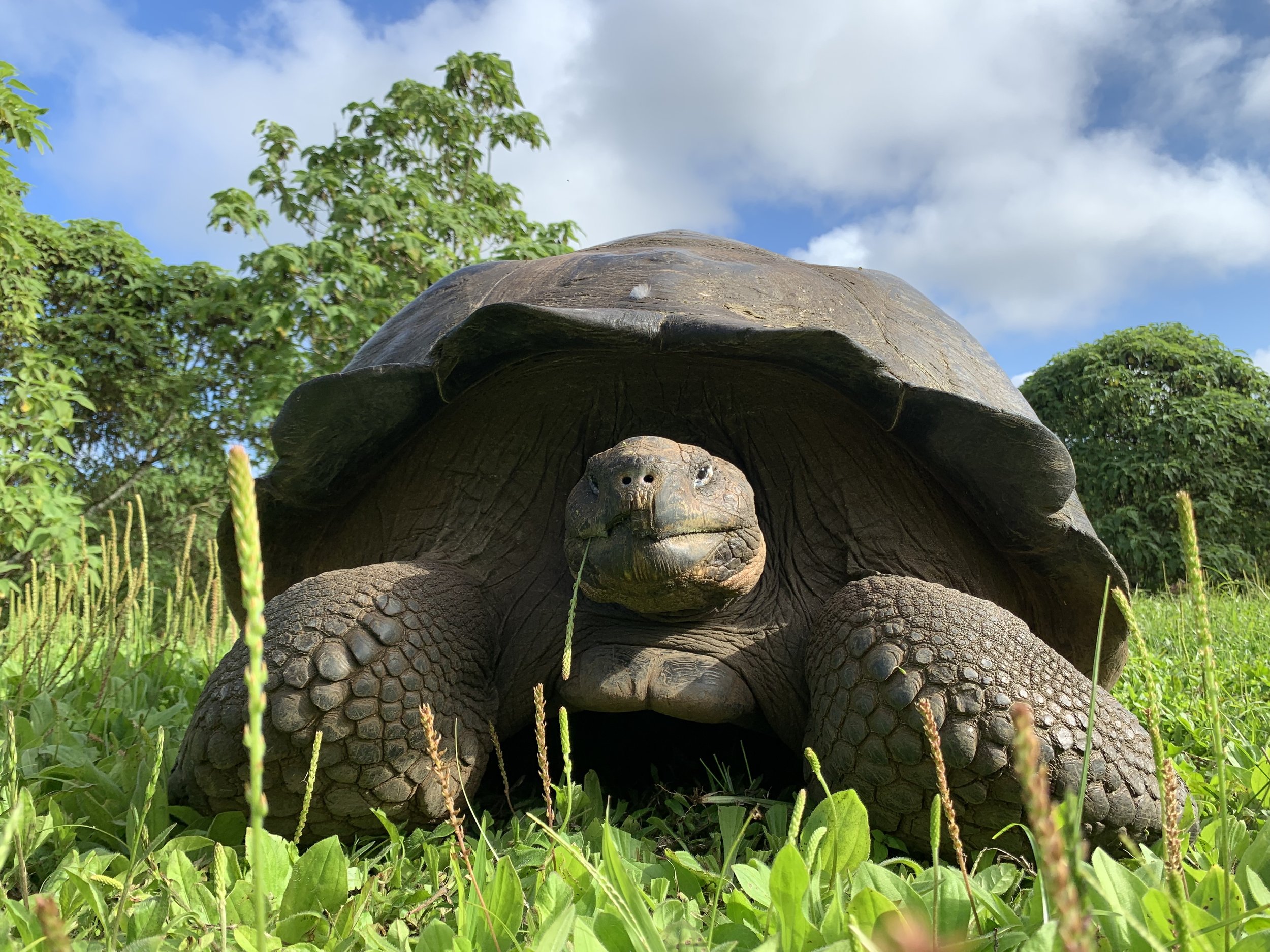 turtle.jpeg