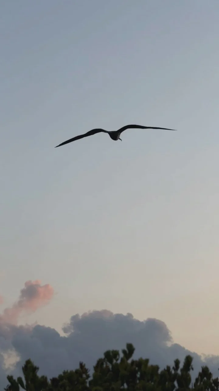 Day 3 DEEP DIVE yoga and meditation retreat
Morning flow at Punta Sureasternmost point of Mexico — Punta Sur, Isla Mujeres where the sun kisses the ocean first.
#PuntaSur #IslaMujeres #salutingthesun #morningflow #MexicoVibes #OceanViews #Trav