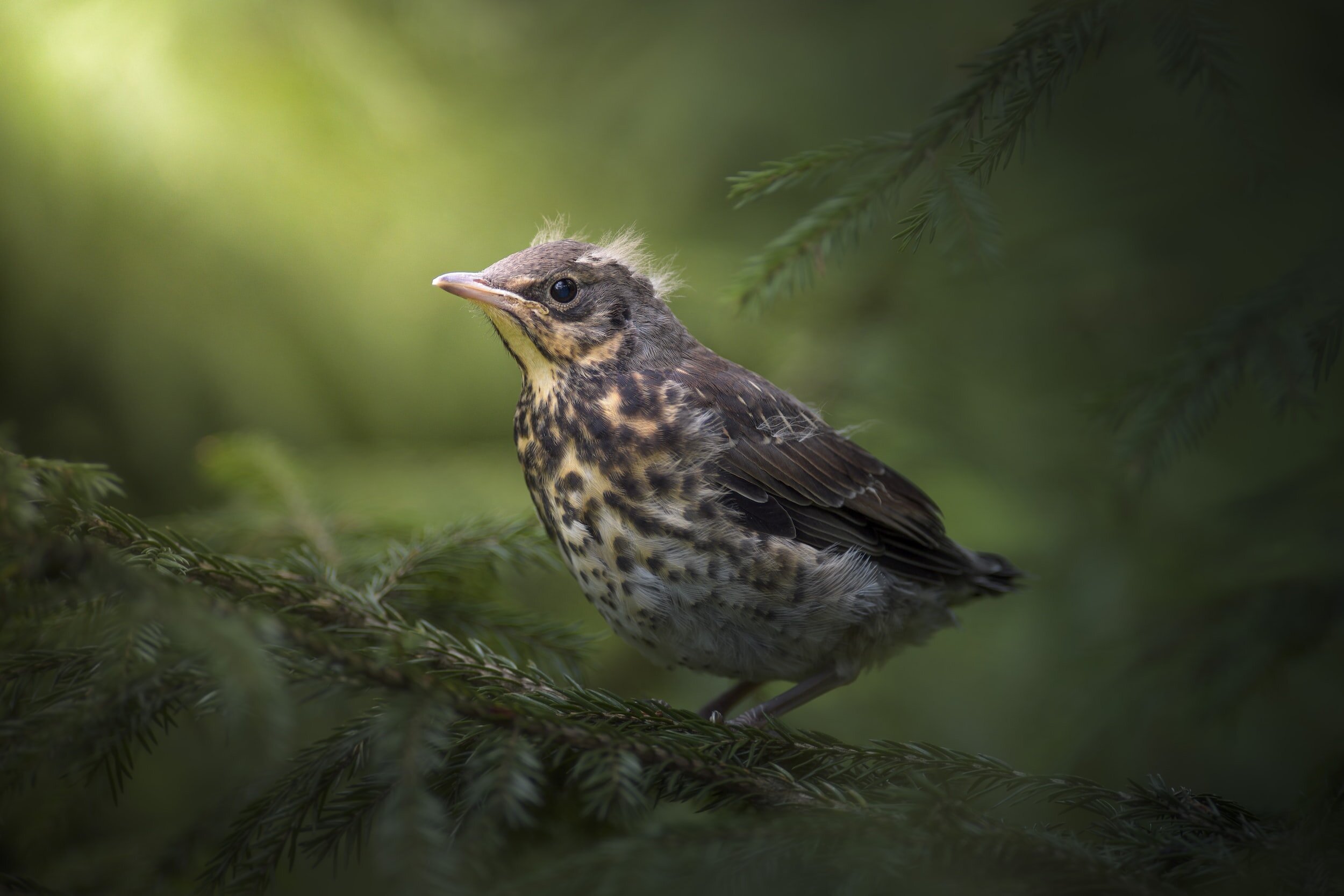 Dear Baby Blackbird