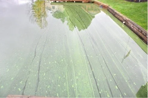 Typical Harmful Algal Bloom