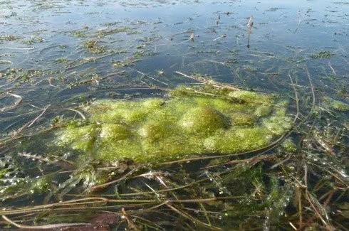 Non Toxic Algal Blooms