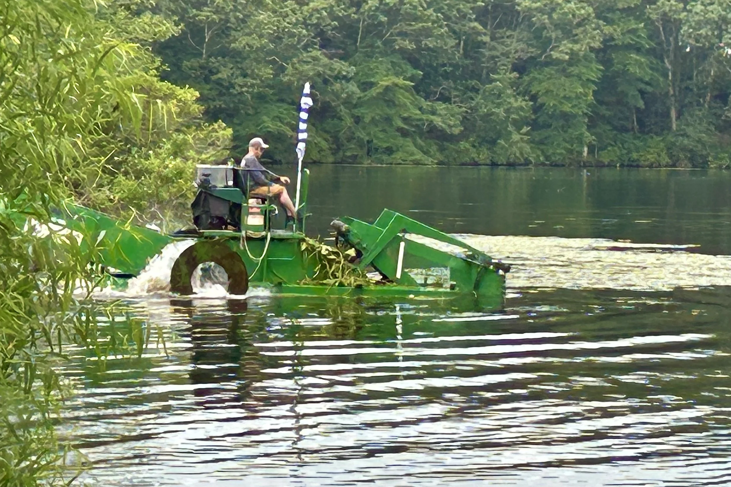 Mulch harvest and pond cleanup underway, diminishing cyanobacteria