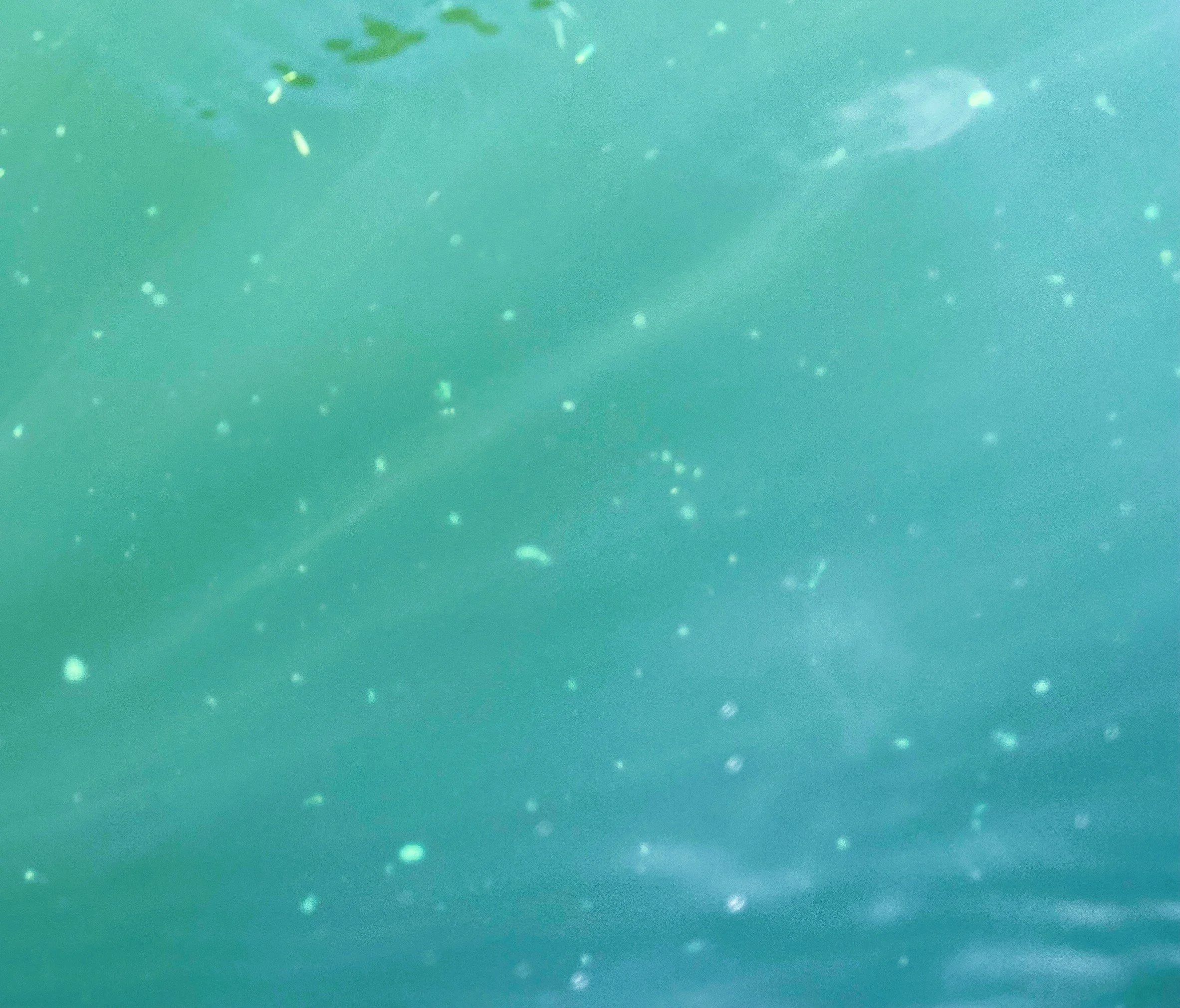 Clarity continues but green dots appear