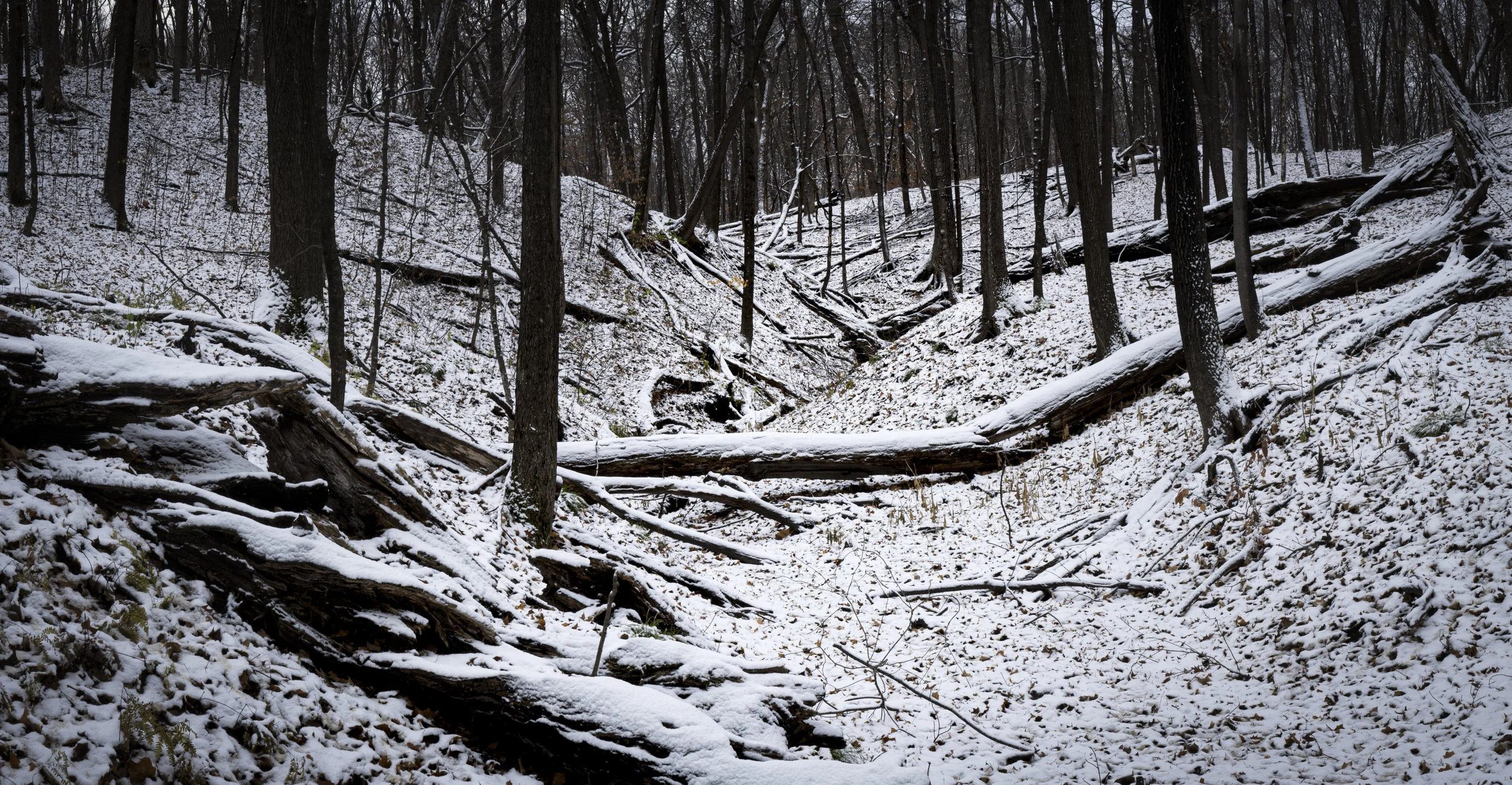 Ancient ones in winter.jpg