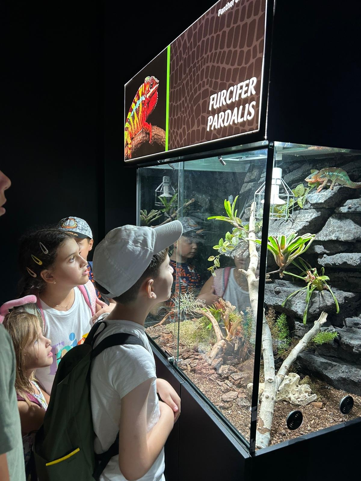 Children observing a Furcifer pardalis chameleon in a glass terrarium at an exhibit.