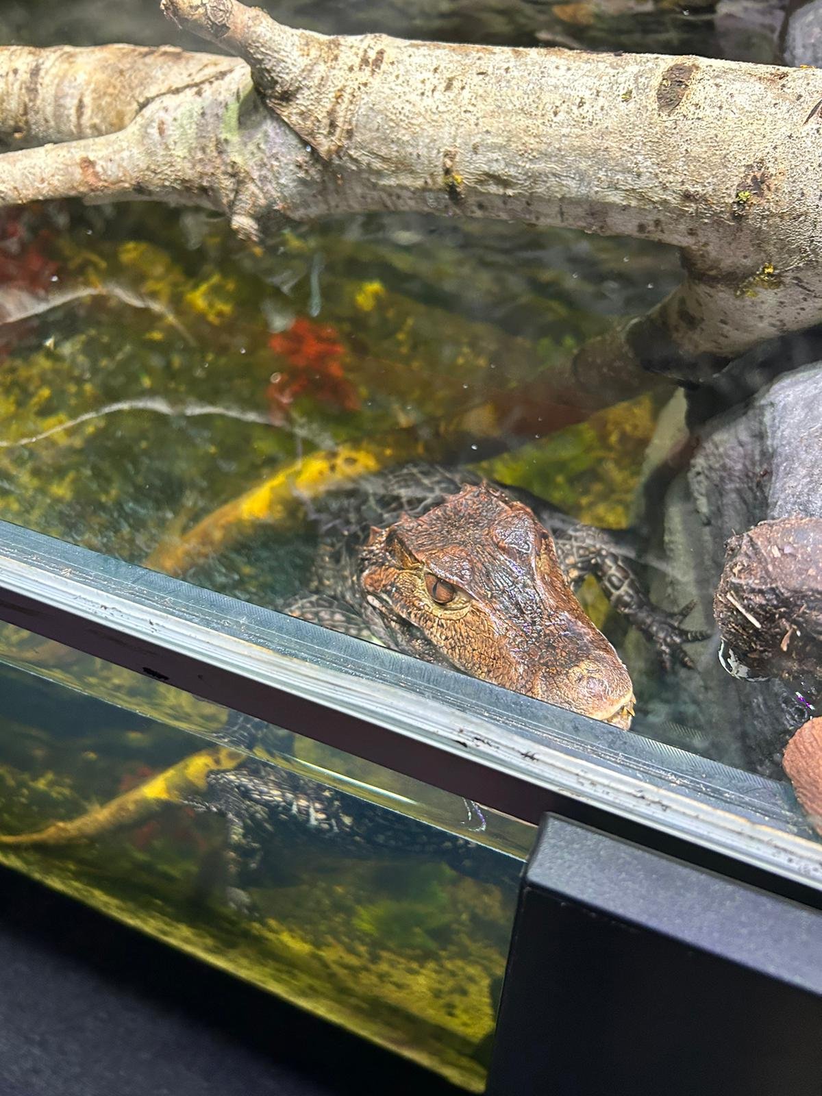 Alligator or crocodile head in aquarium with branches and water