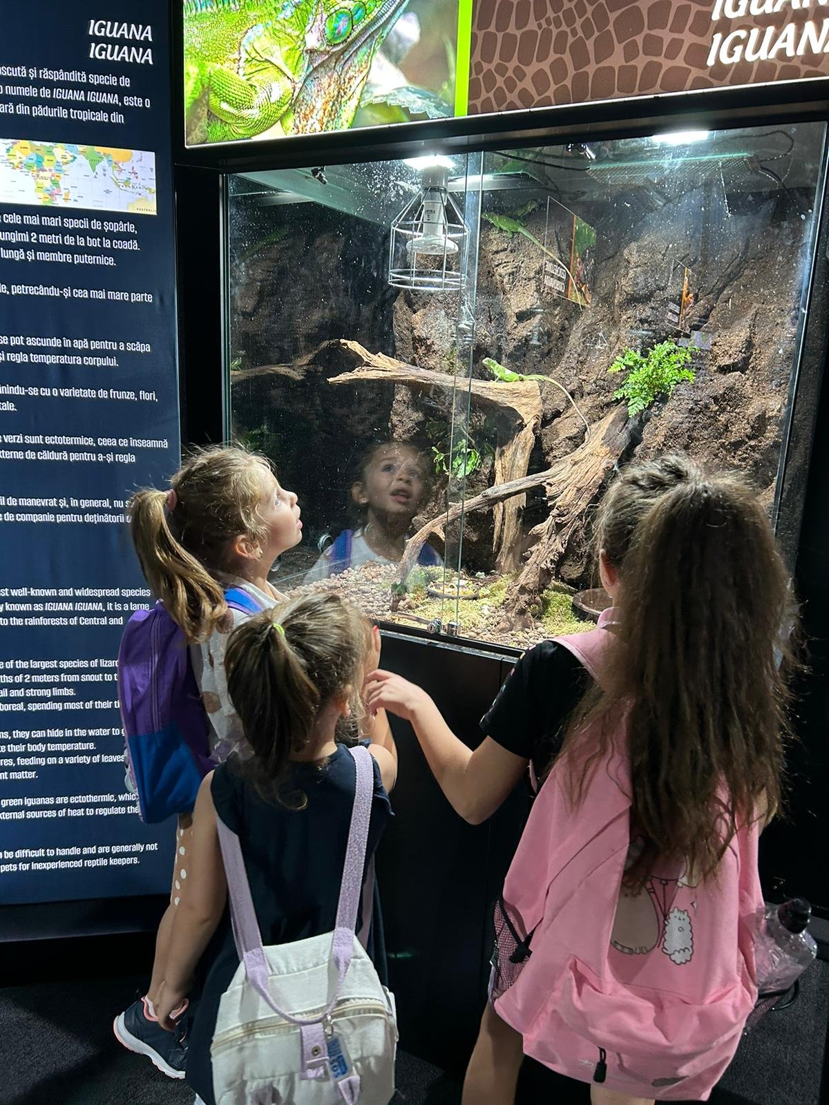 Children at a zoo exhibit looking at an iguana